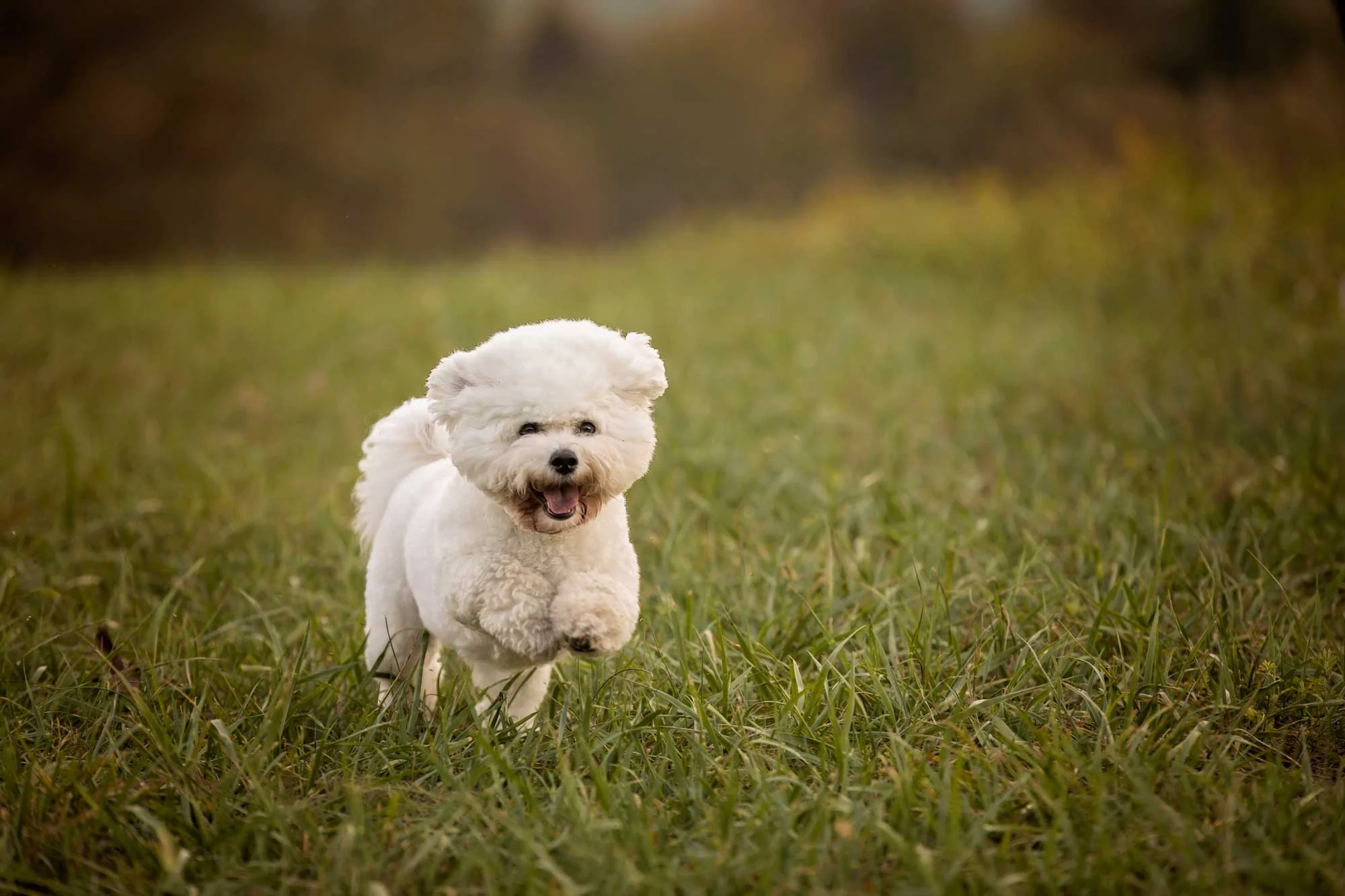 gatlinburg-pet-photography-bichon-friche.jpg