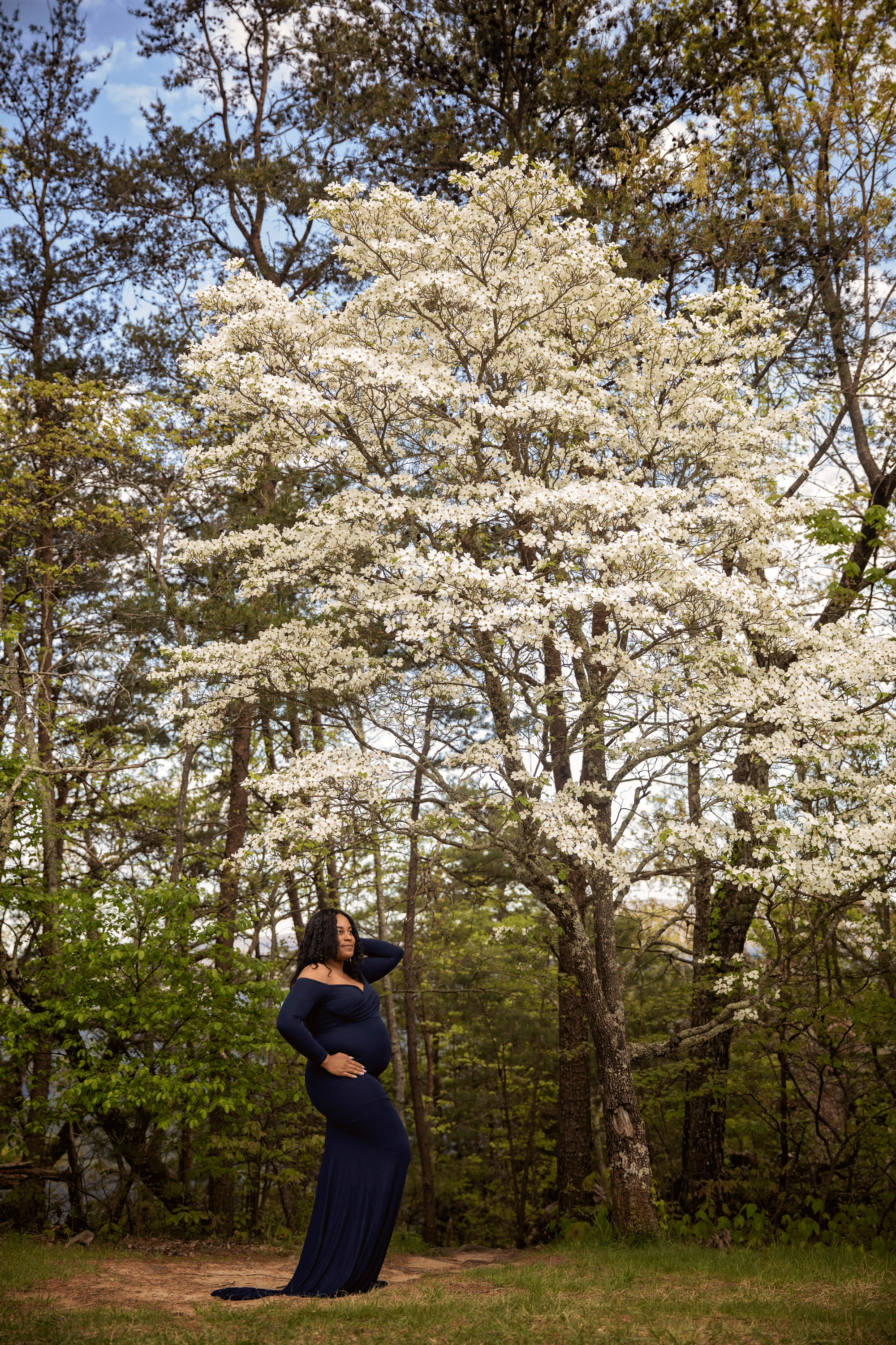 gatlinburg-dogwood-tree-maternity.gif