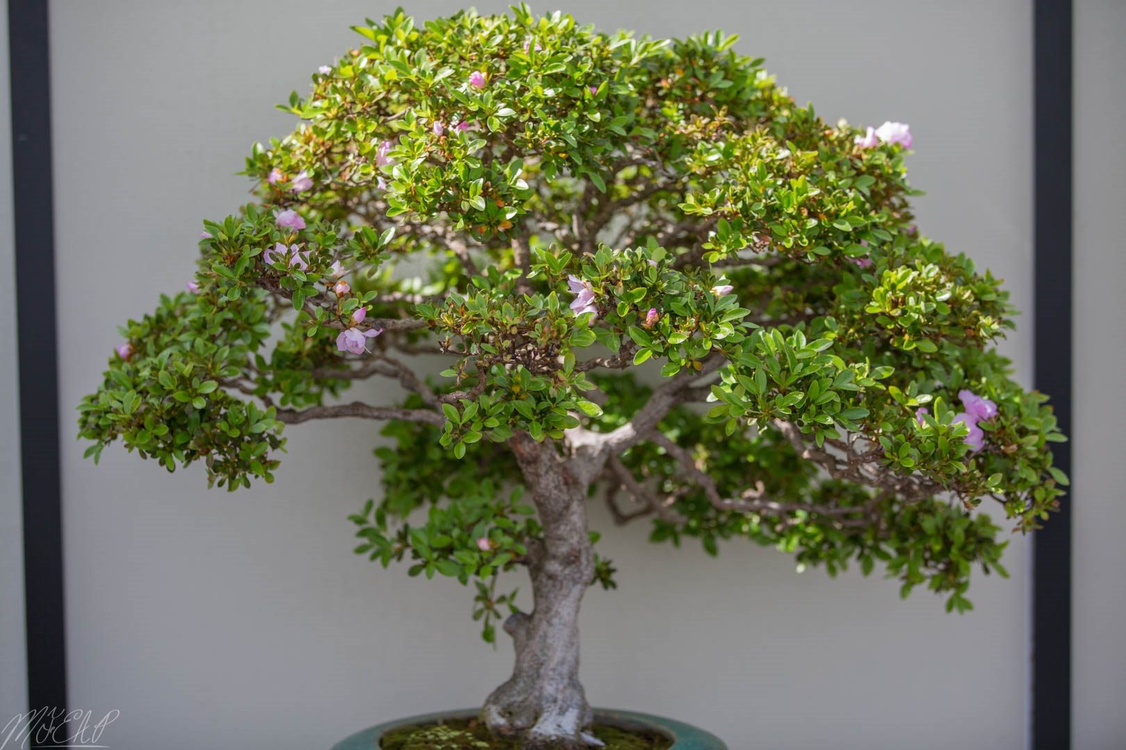 Crepe Mrytle Bonsai