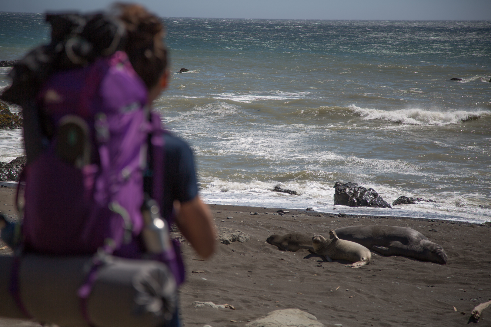 This elephant seal knows how to wave