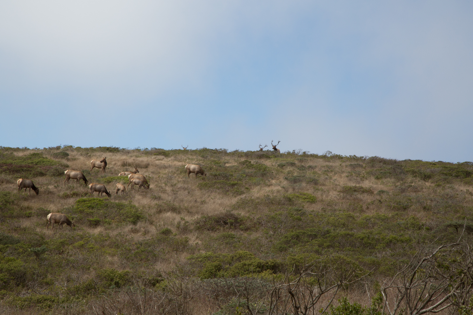 Capri tried out her "elk" voice on the herd of Tule elk.