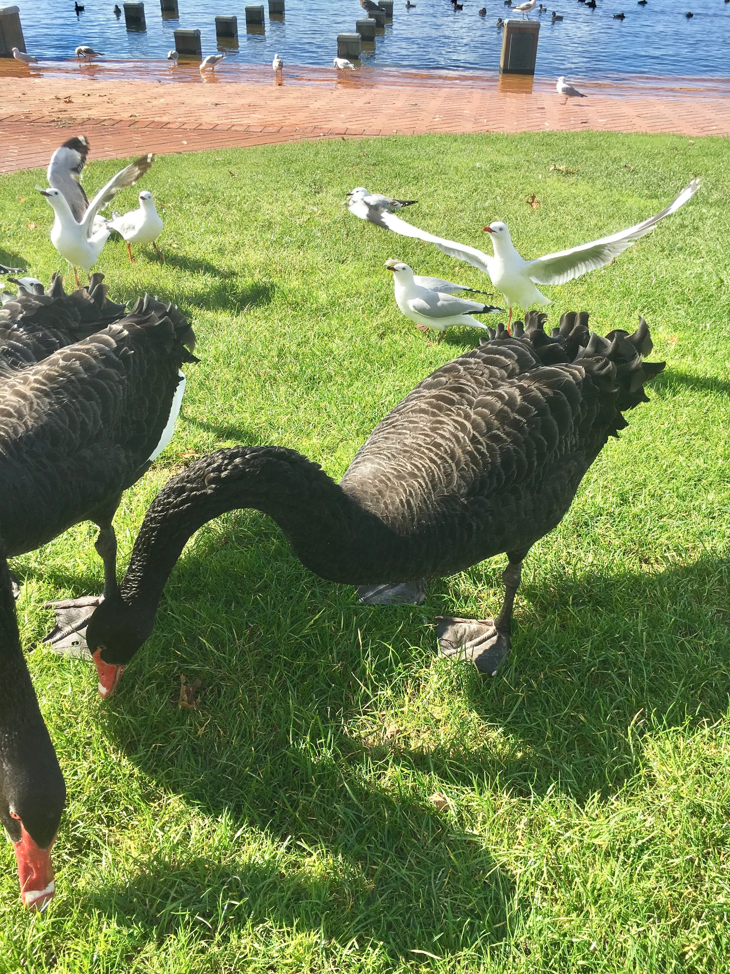Tourists ignoring the "Do not feed the birds!" sign