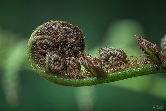 I love ferns.