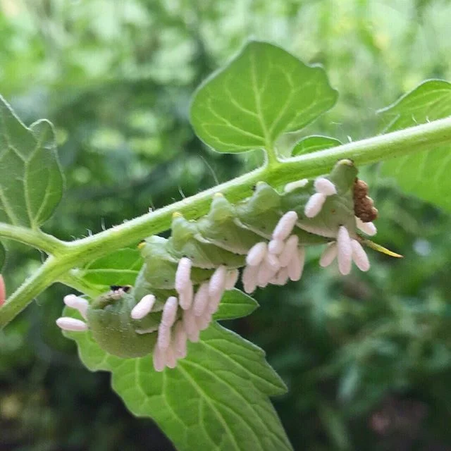 Biocontrol. That’ll teach you to
mess with my tomatoes!