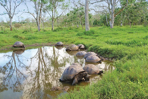 Galapagos-Tortoise-Habitat.jpg
