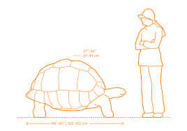 tortoise scale.png