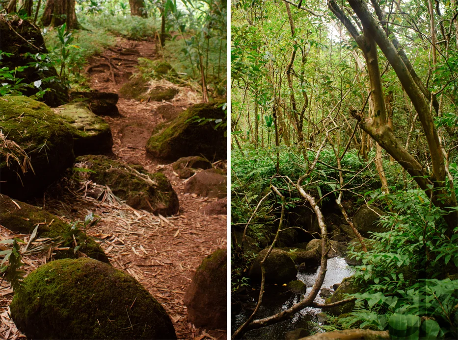CK-Photo_blog_Kauai-85.jpg