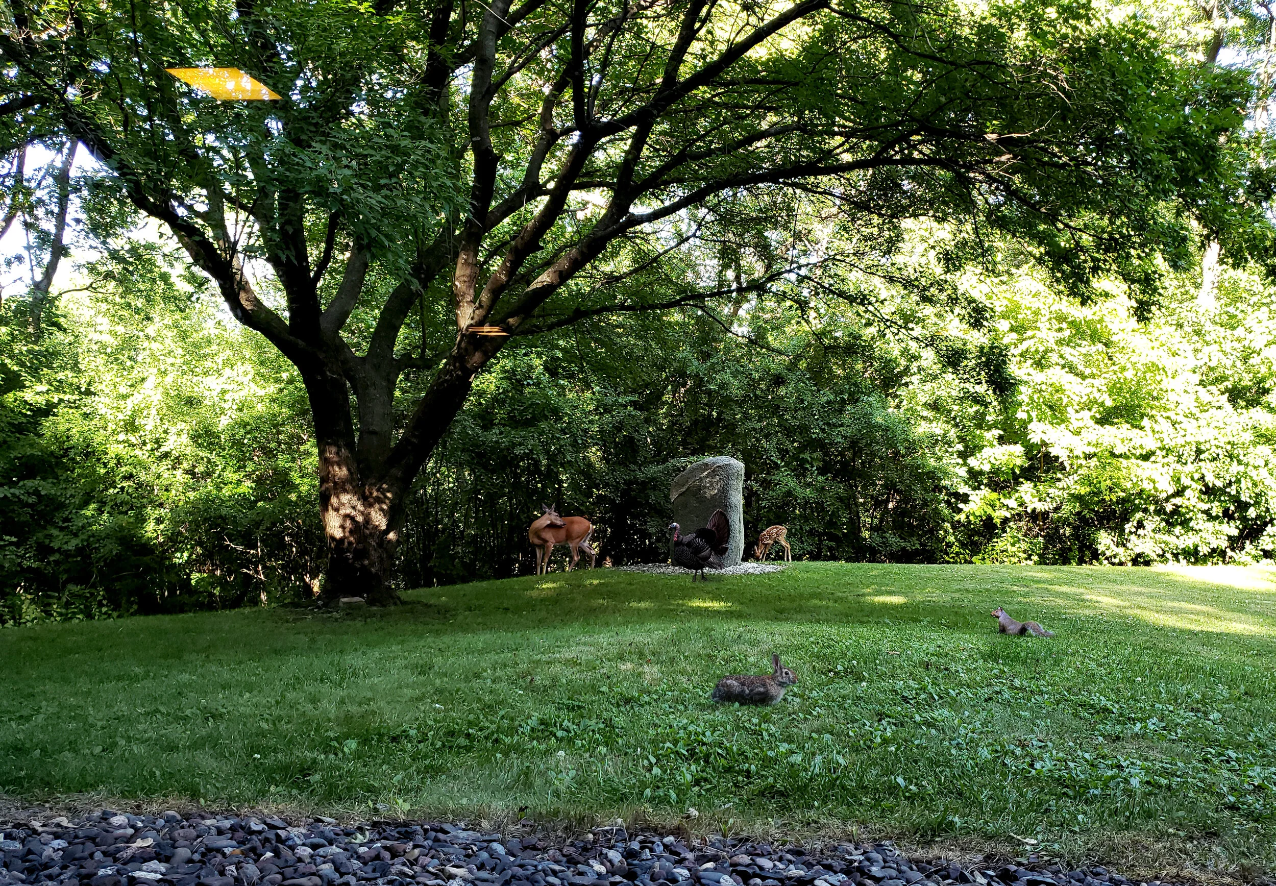 motion design animation video graphics