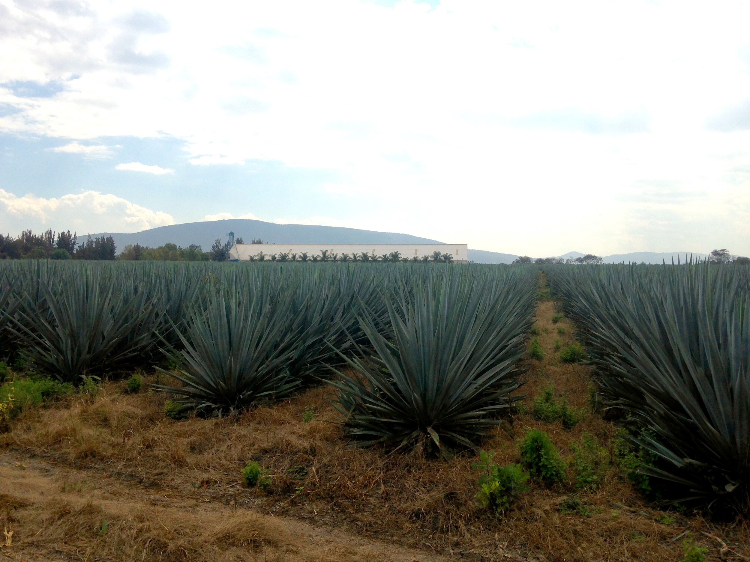 Driving back to Mexico City from the state of Jalisco we had to stop and admire the rows and rows of Blue Agave, these are used to make Tequila!! 