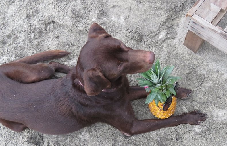 Me and Kiara watching the evening surf sesh