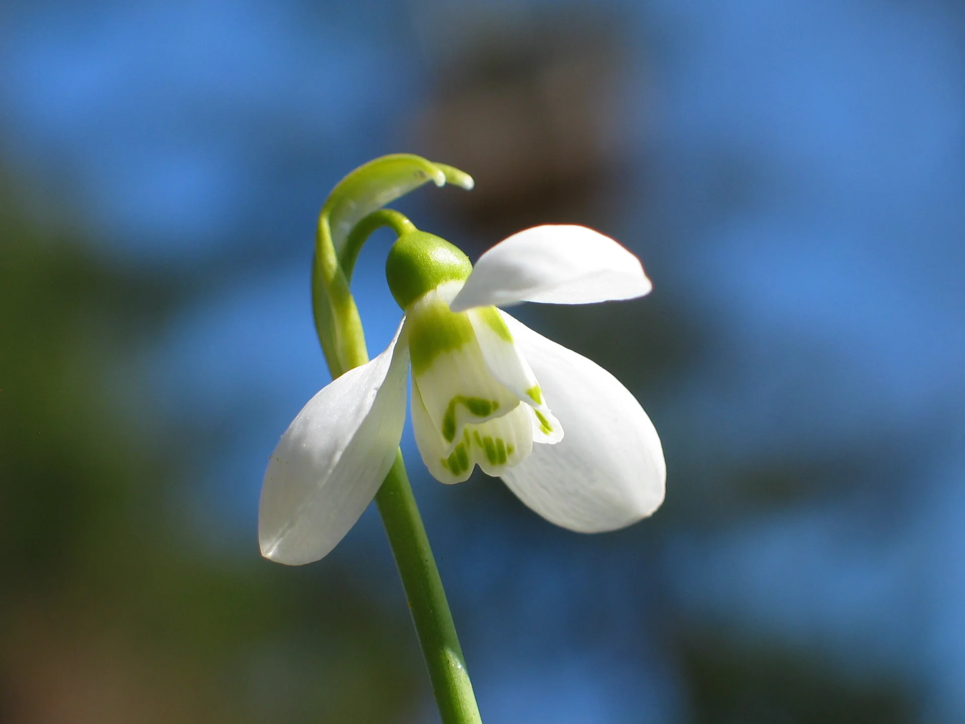 1st February 2015 - IMBOLC BLESSINGS