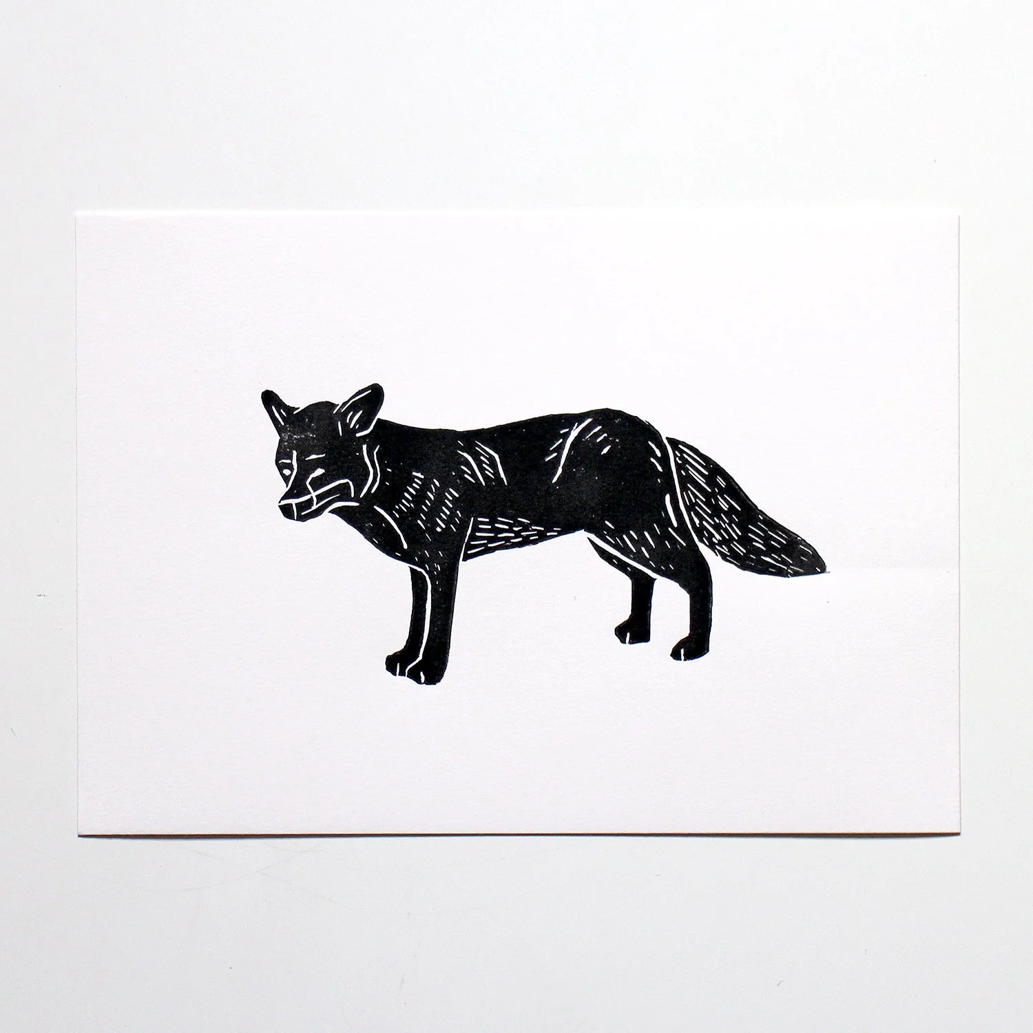 Black Fox A5 White Square.jpg
