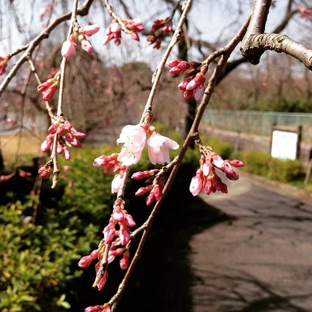 咲き始めの桜見つけた🌸
#枝垂れ桜#つぼみ#咲き始め#春