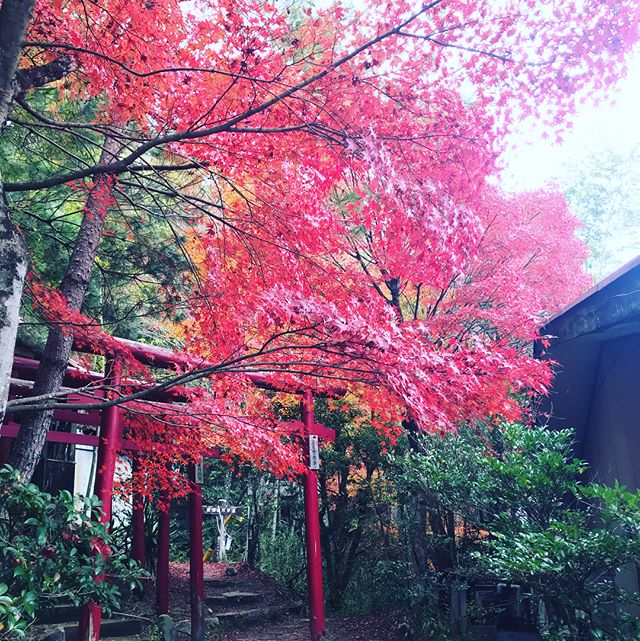 地元のいいところ！
#愛知#瀬戸#岩屋堂
#紅葉#もみじ
