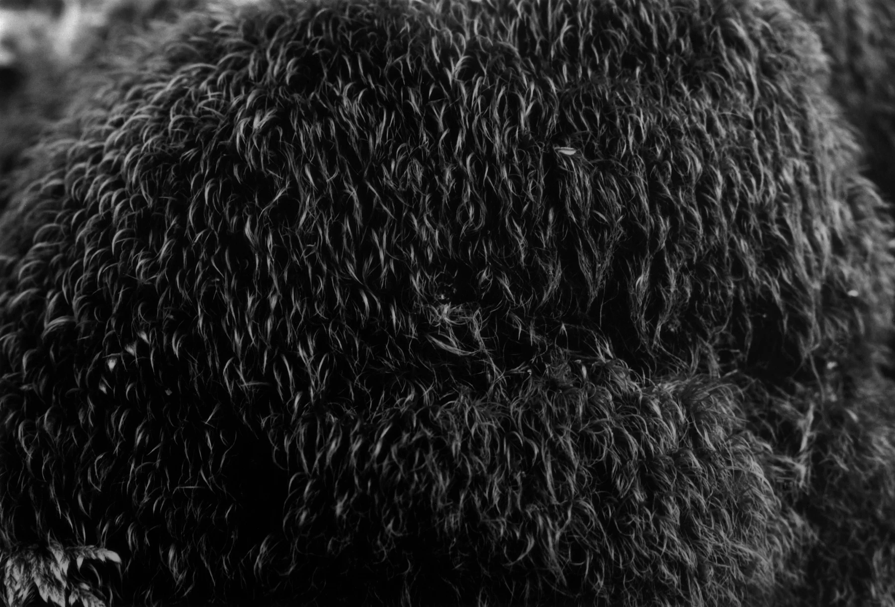 Moss