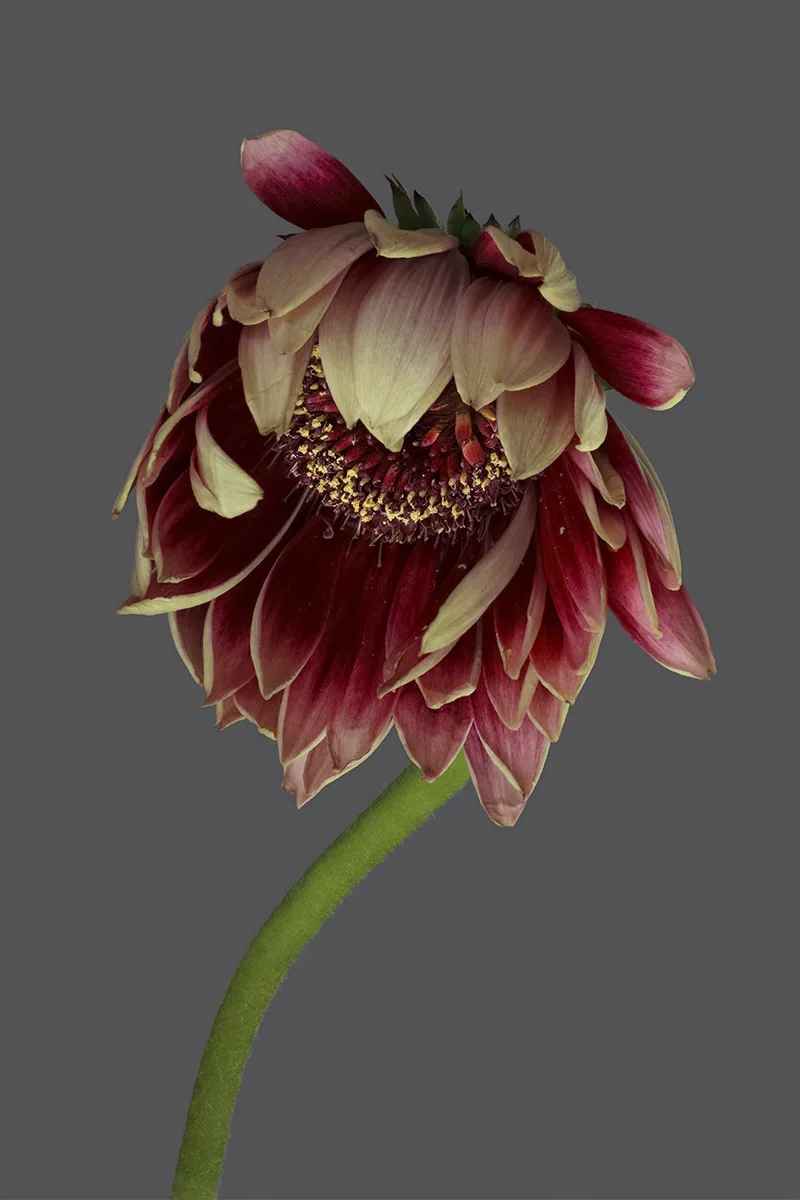 Gerbera