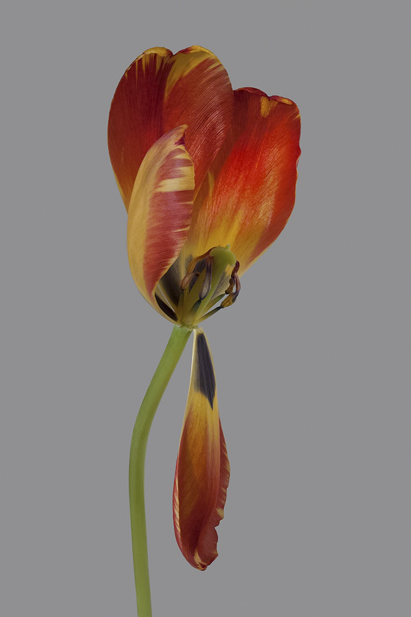 Flame Tulip