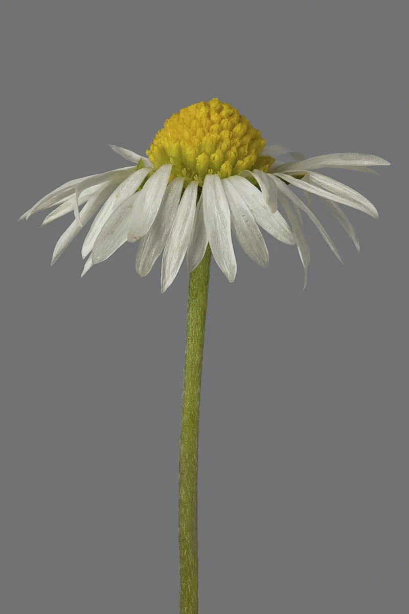 Daisy