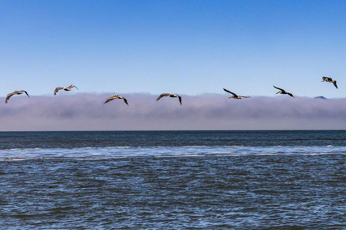 Pelicans at Pier 39 - San Francisco
