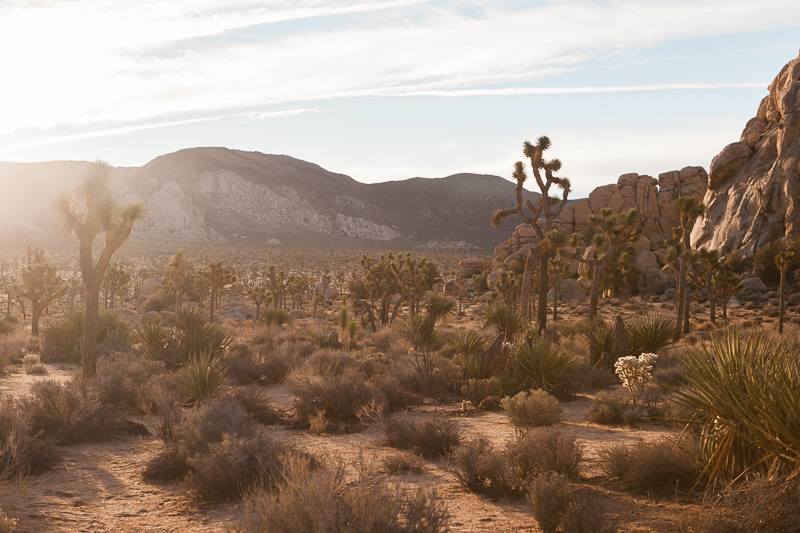 JoshuaTree_California_040.jpg