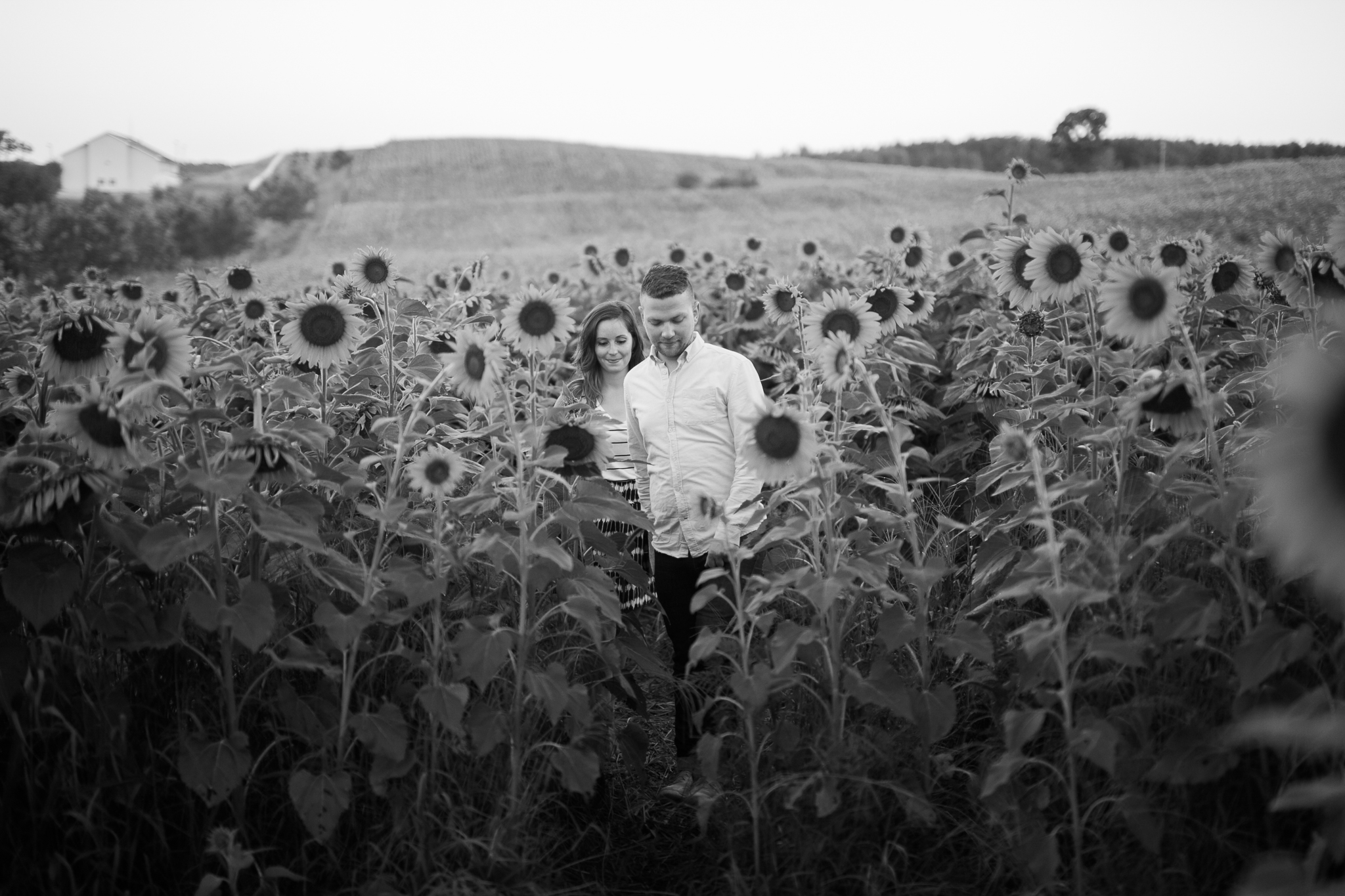 Pope-Farms-Sunflower-Engagement-Session-Madison-Wisconsin_017.jpg