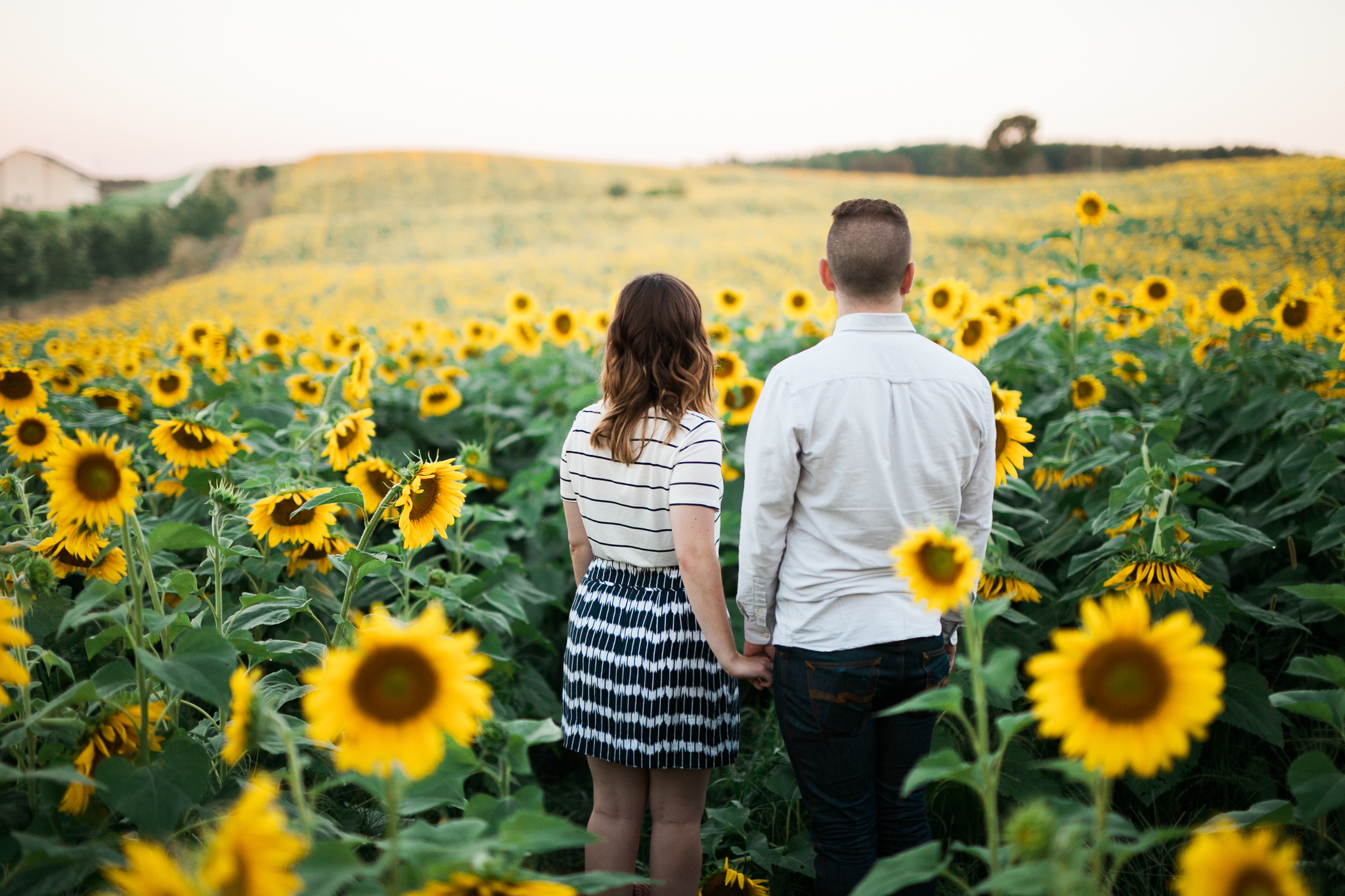 Pope-Farms-Sunflower-Engagement-Session-Madison-Wisconsin_016.jpg