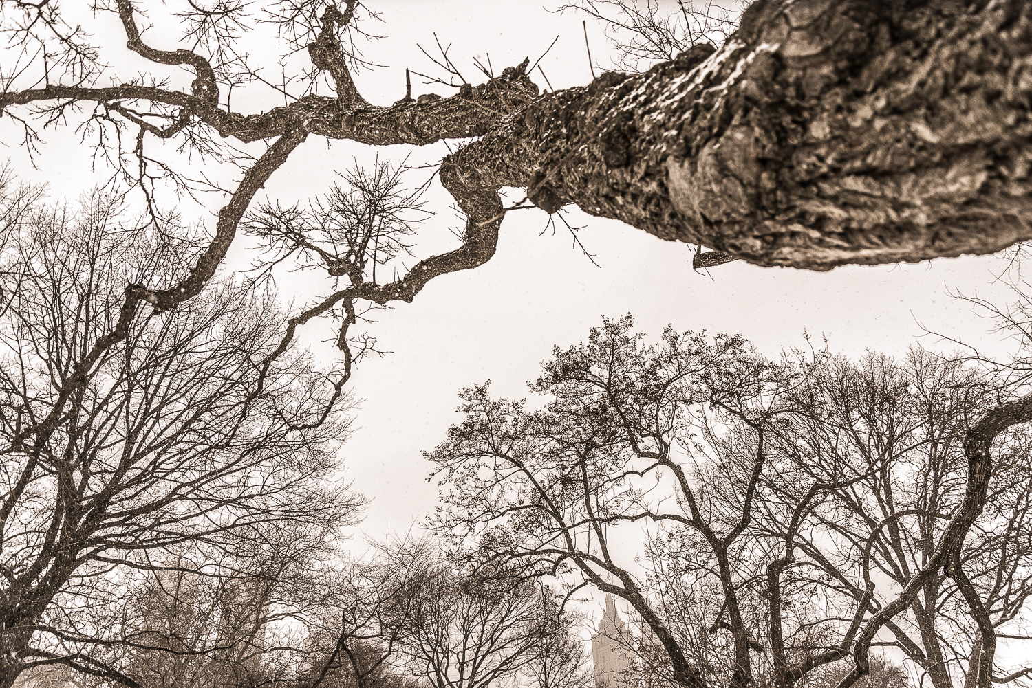 TREE LINES