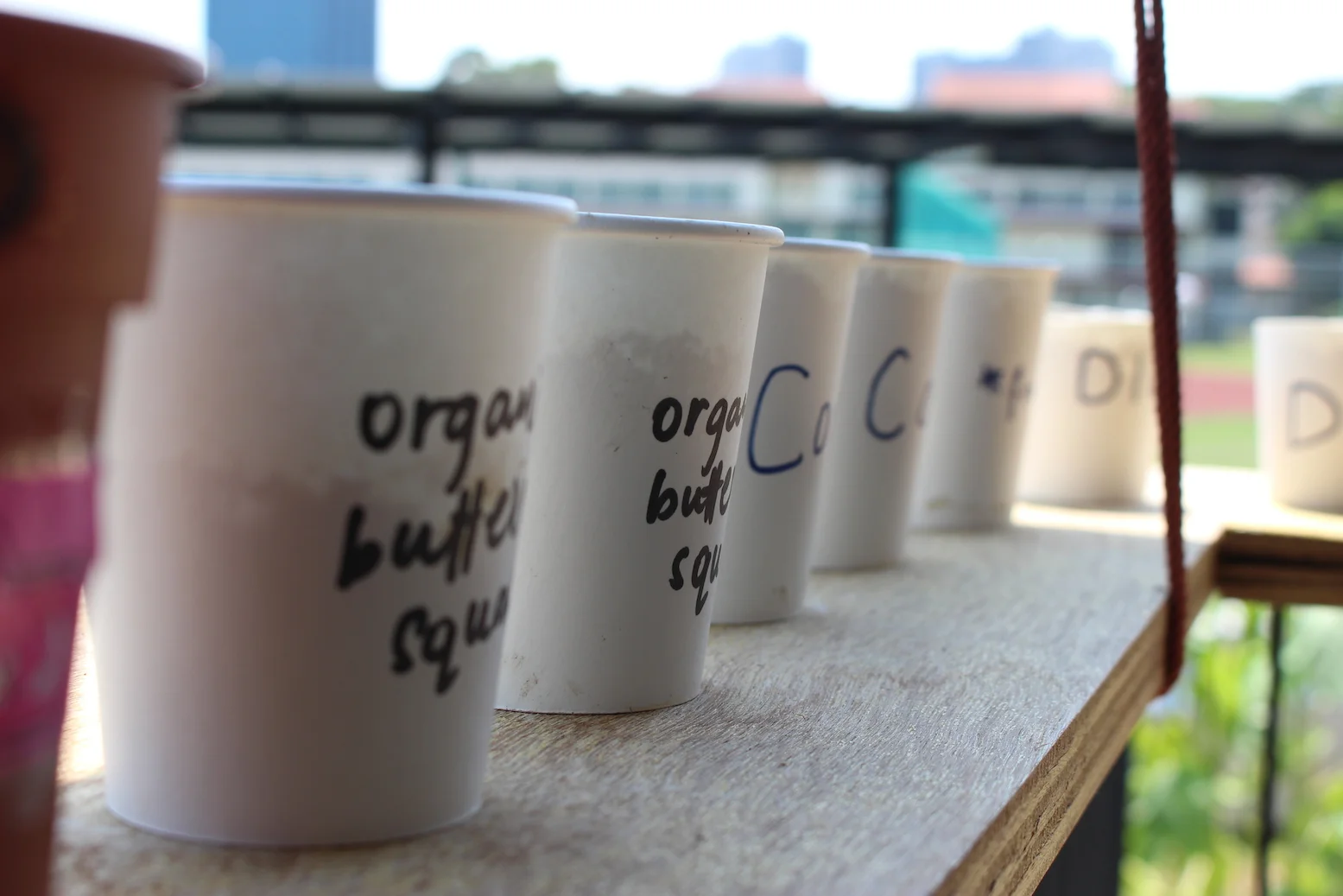 garden cups.JPG