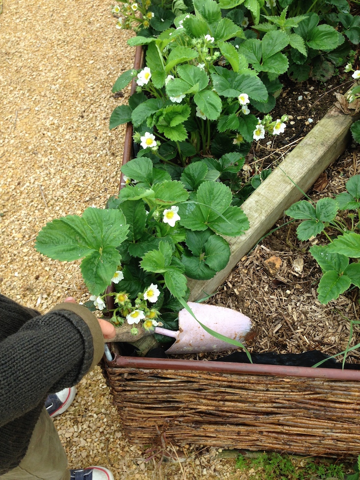 Gardening Skills.jpg