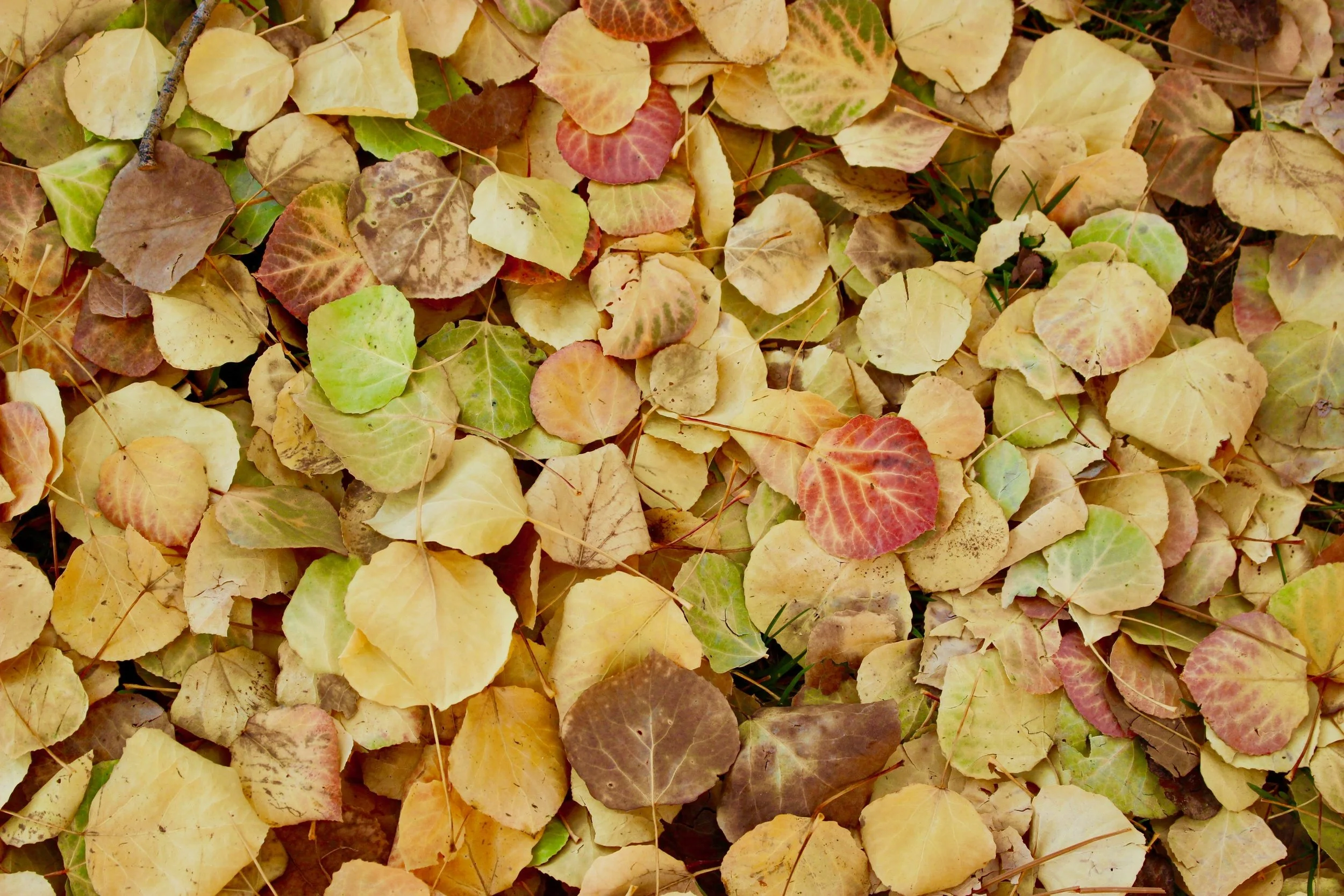 Laboratorio di Arte in Inglese "Autumn Leaves" @ Parco di Monza