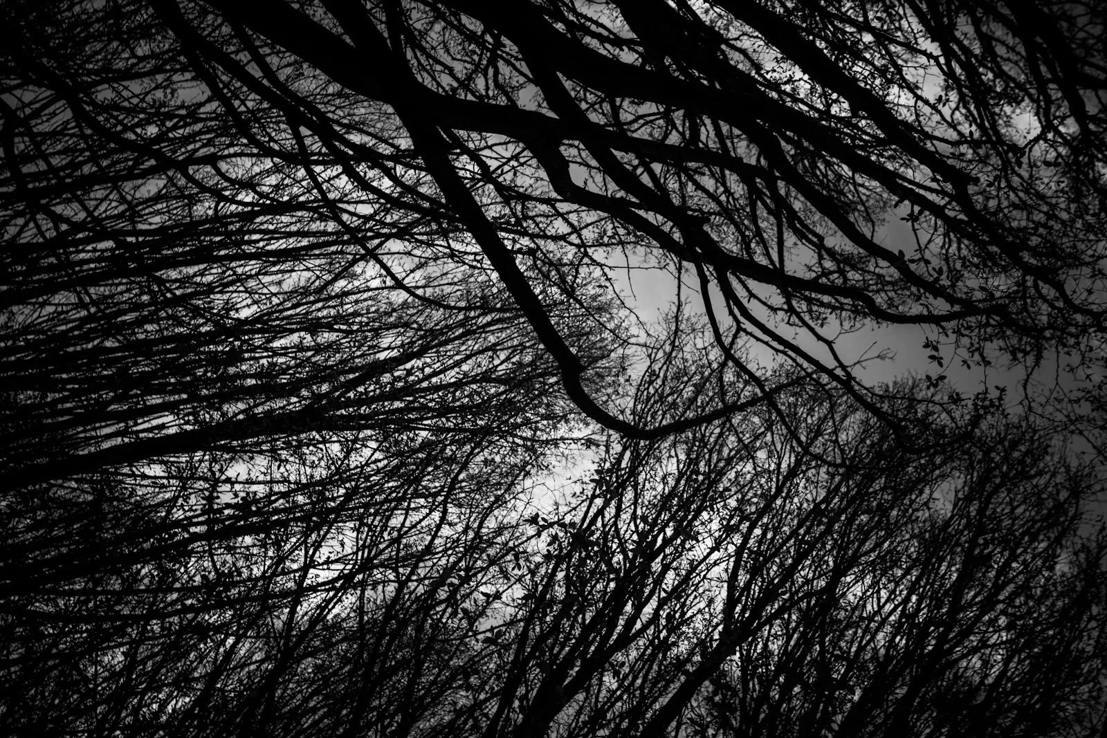 Organic Series