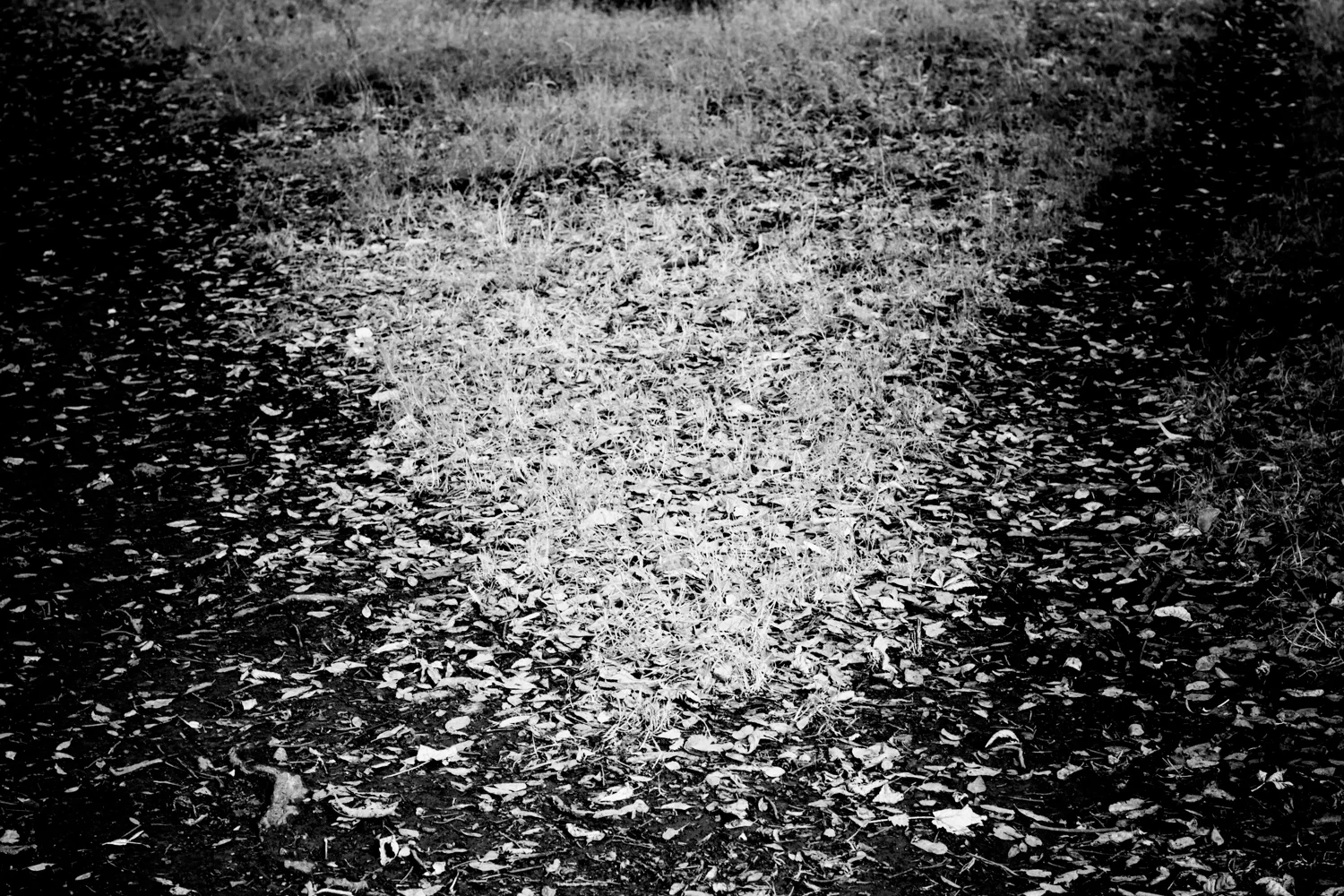 Paths