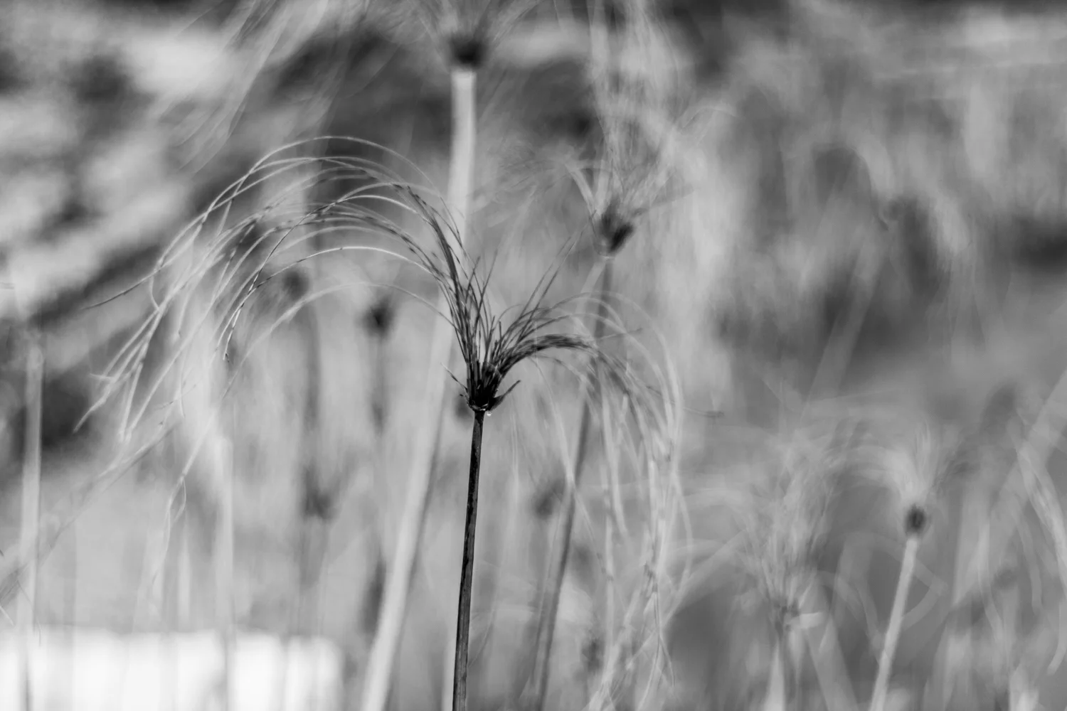 Shaping your depth of field.jpg