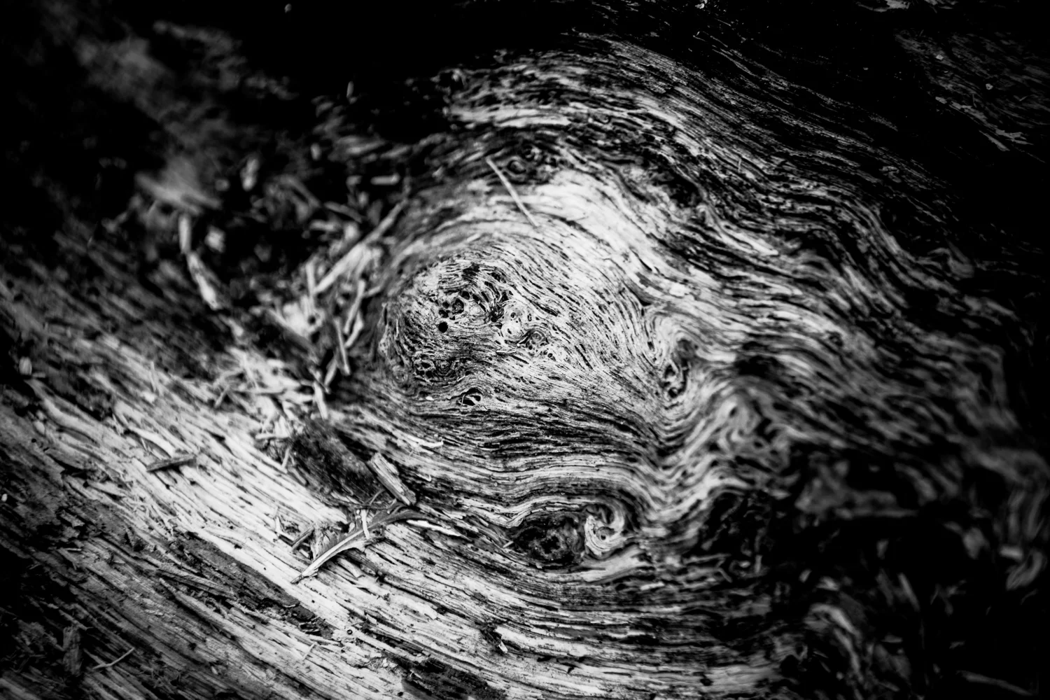 Log spiral