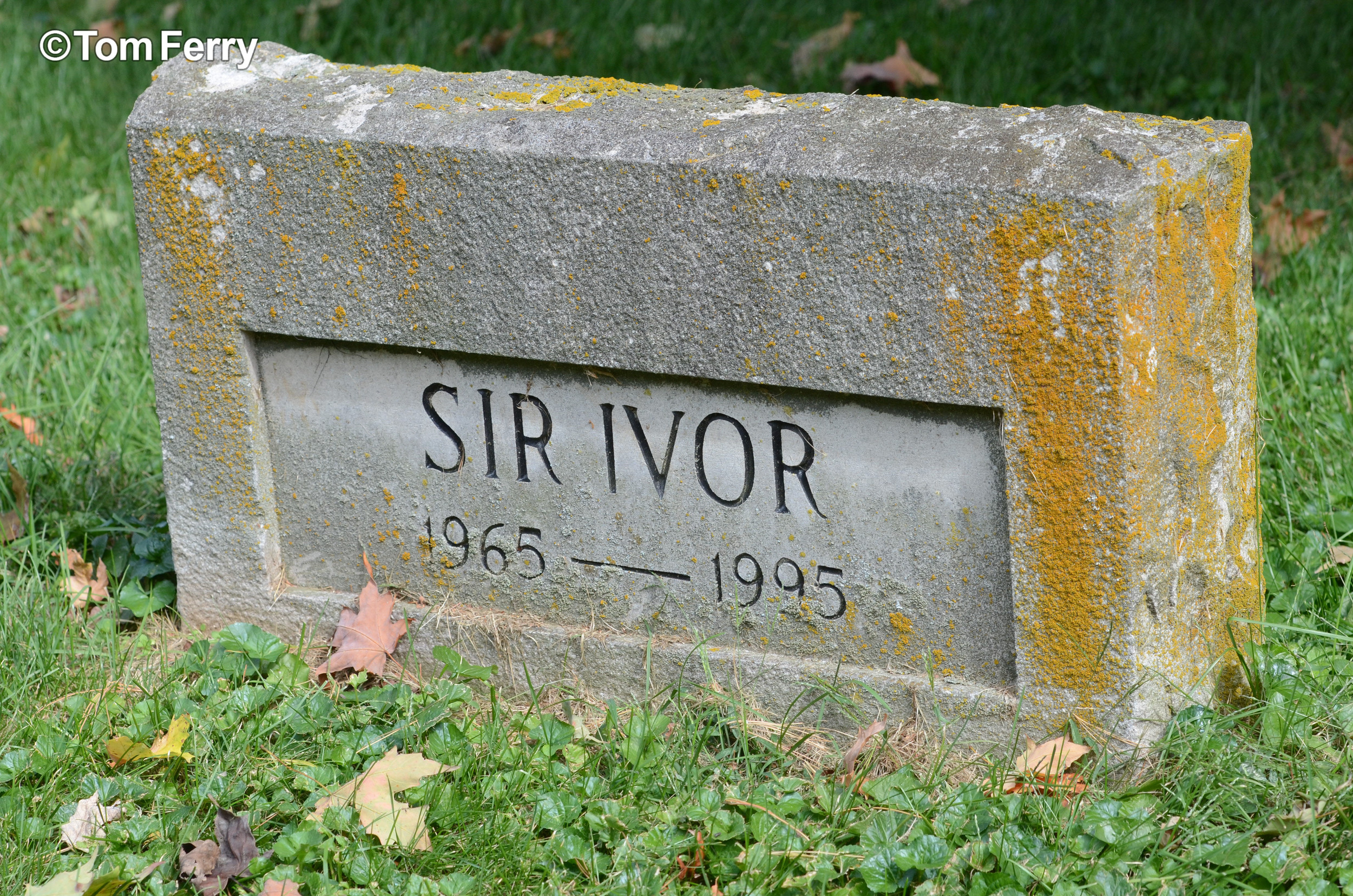 Sir Ivor
