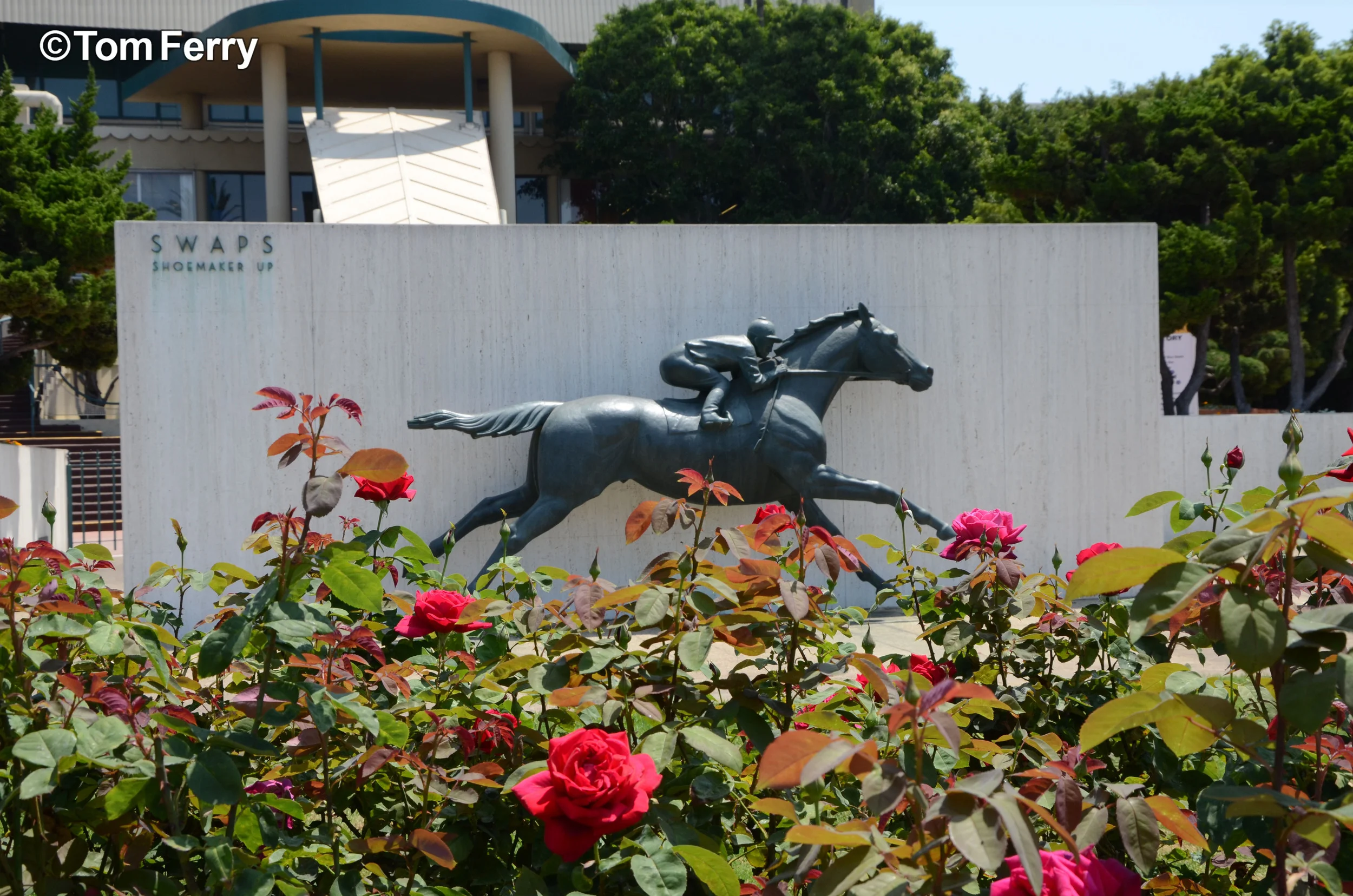 Swaps at Hollywood Park.