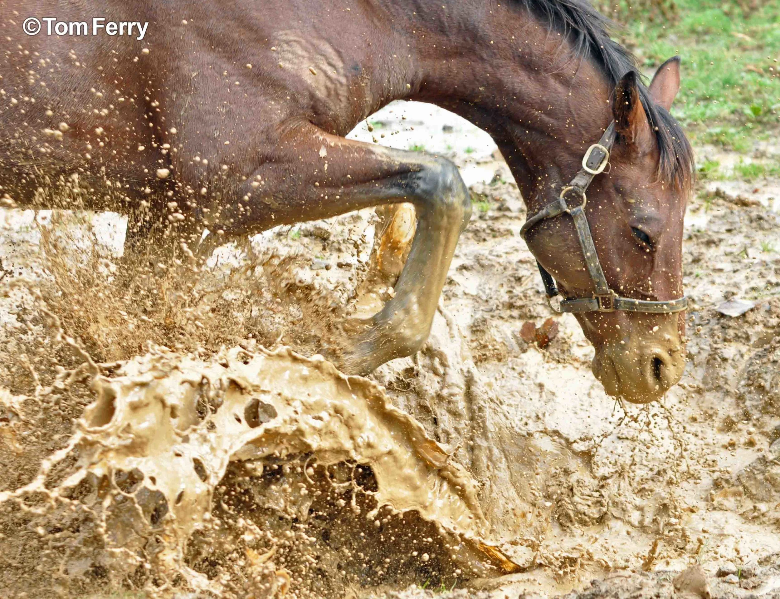Equine(Mud Horse).JPG