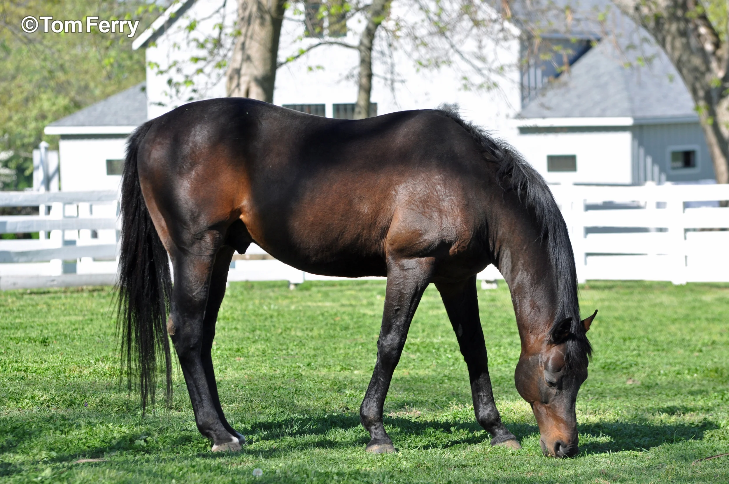 Go For Gin (1994 Kentucky Derby)