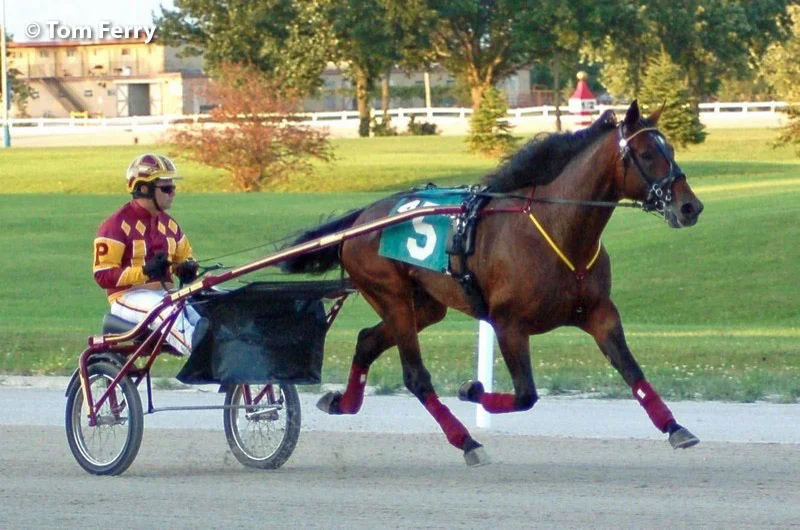 Muscle Hill. The Hall of Famer was the 2009 U.S. Harness Horse of the Year.