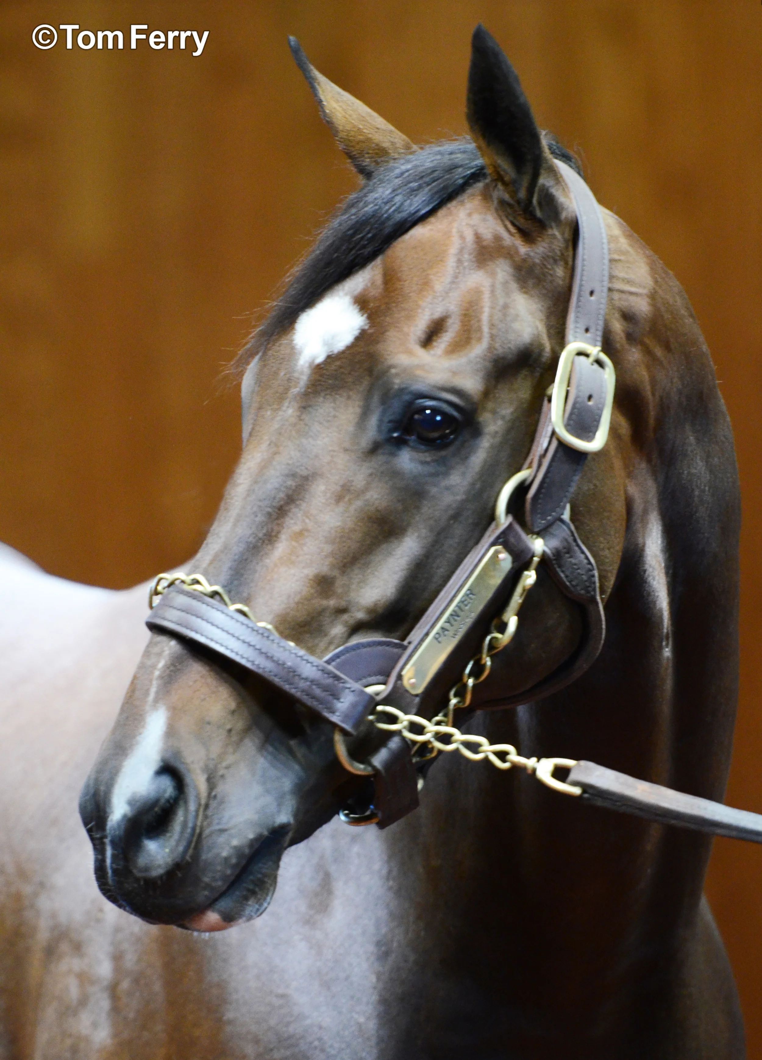 Paynter