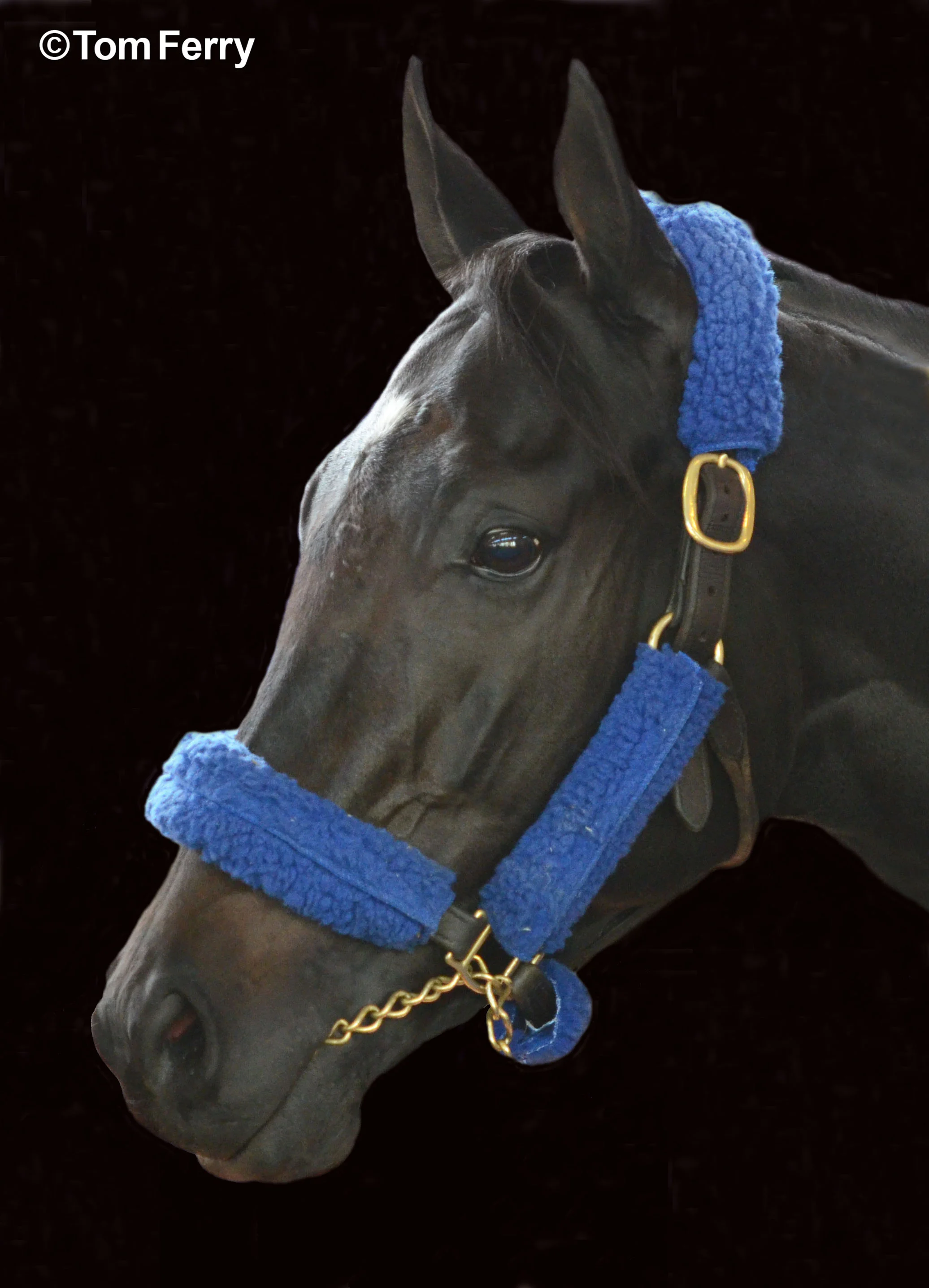 Shared Belief