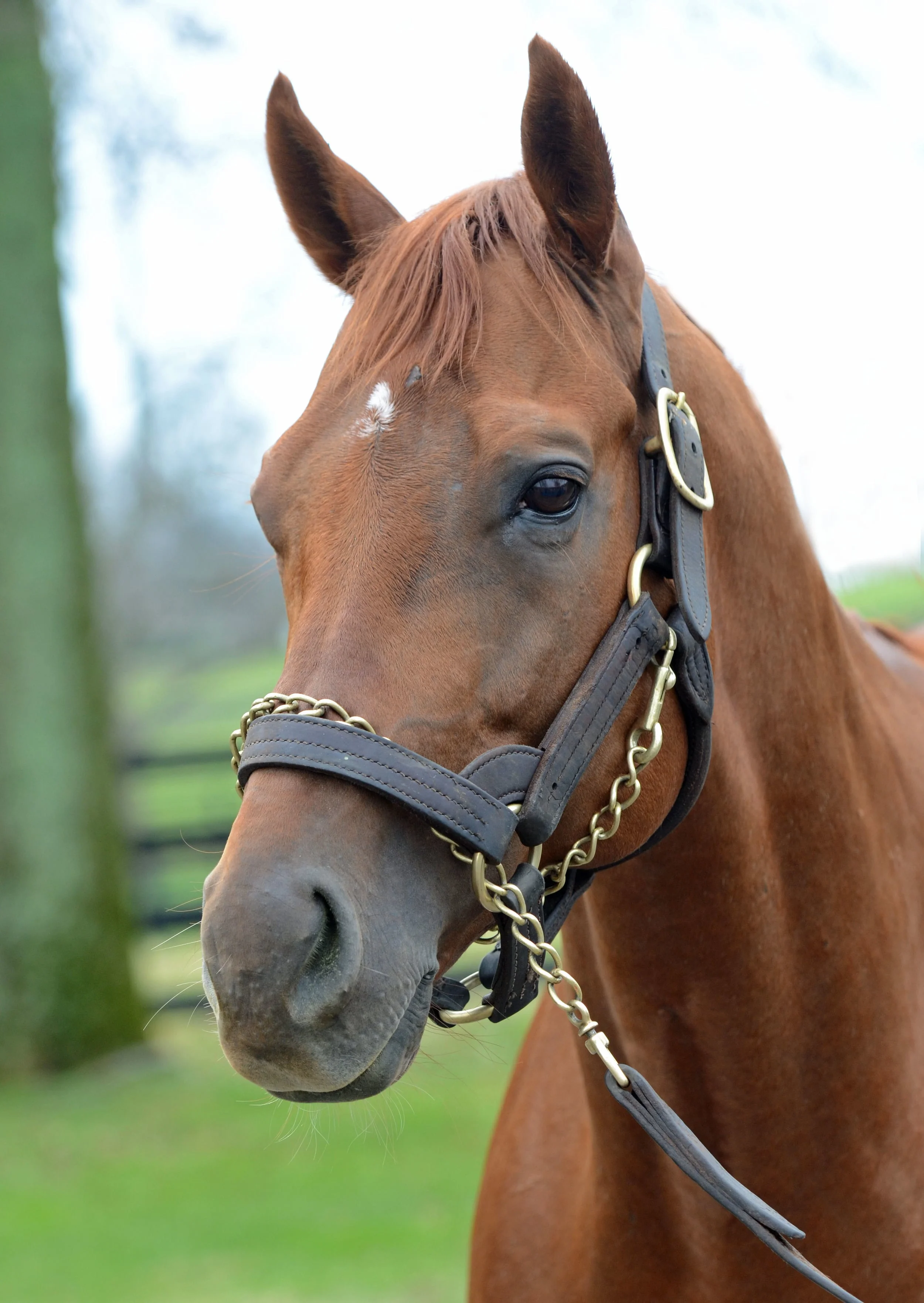 Drosselmeyer (2010 Belmont)