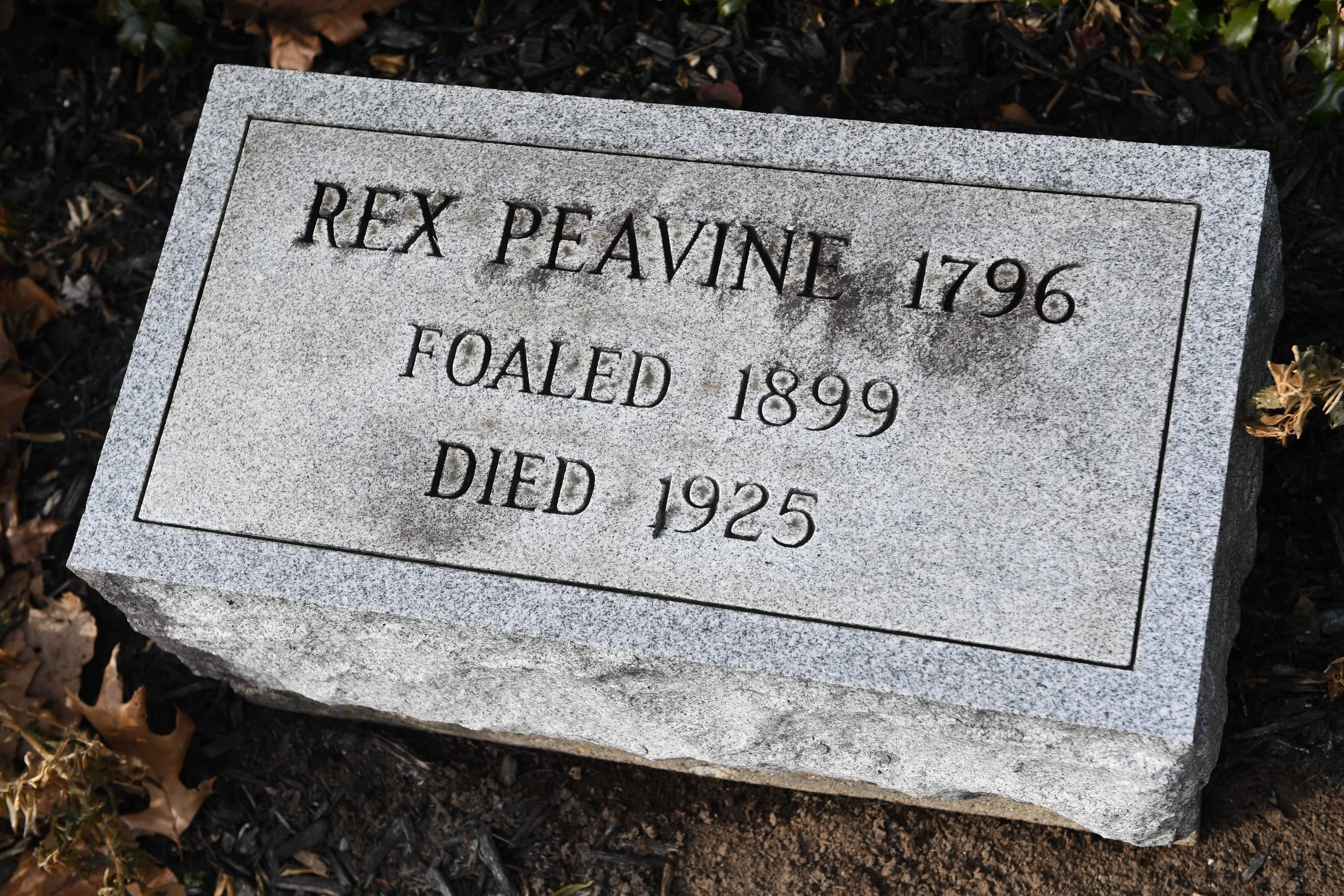 Rex Peavine. American Saddlebred was 5-Gaited World Grand Champion in 1903.