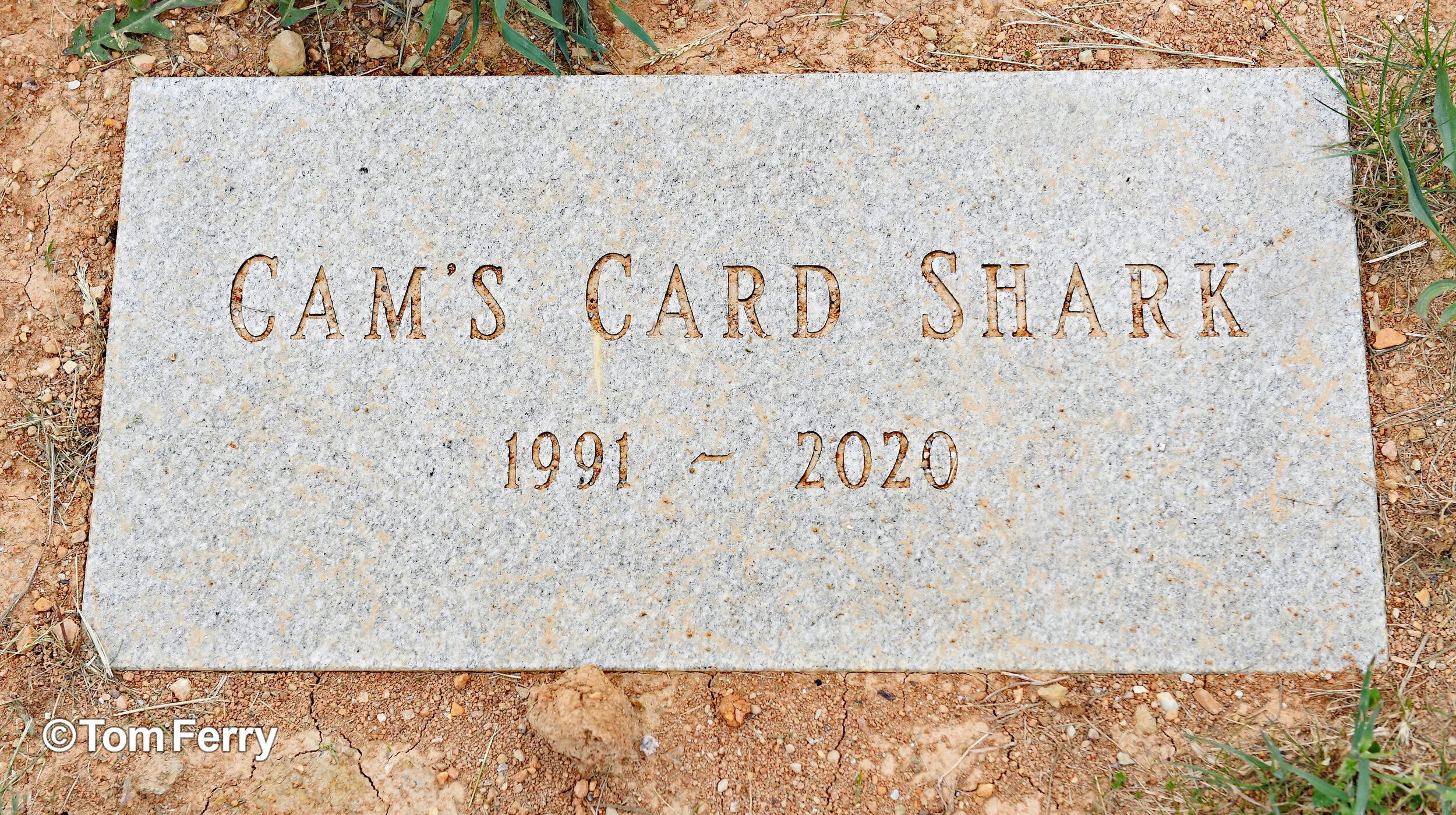 Cam's Card Shark.  The Hall of Famer was the American Harness Horse of the Year in 1994.