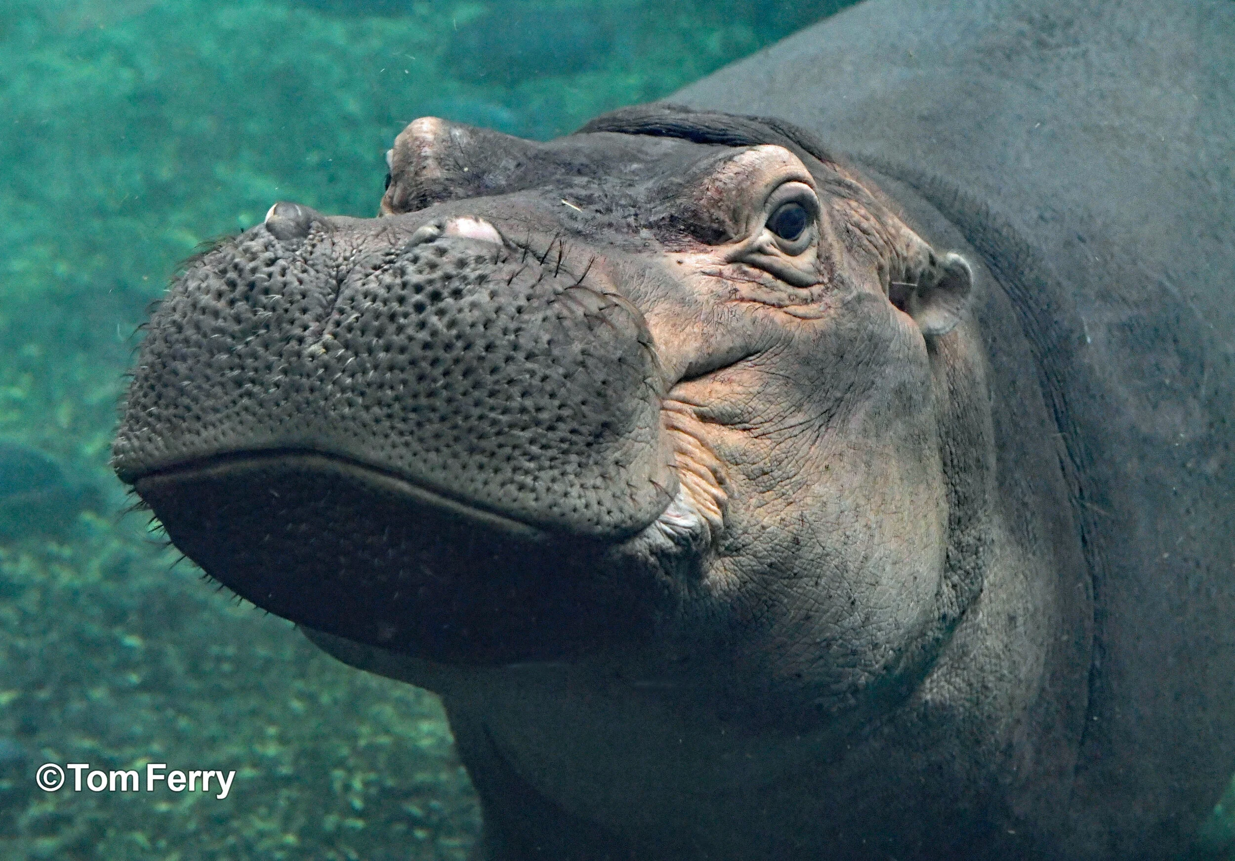 Fiona is a NIle Hippo who lives at the Cincinnati Zoo and reached national fame in 2017 when she was born six weeks premature at 29 pounds. She is now a healthy 1500+ pounds.