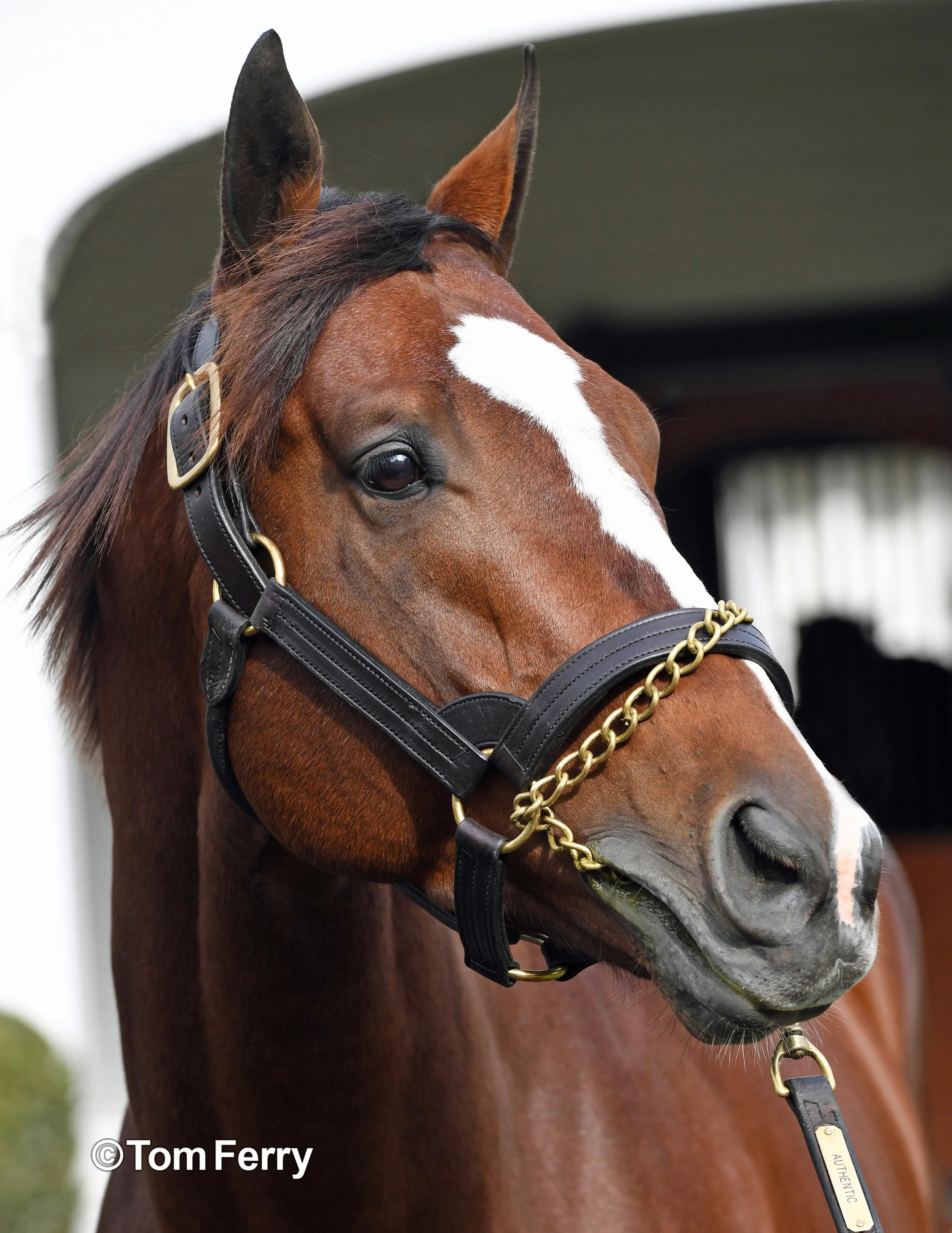 Authentic (2020 Kentucky Derby)