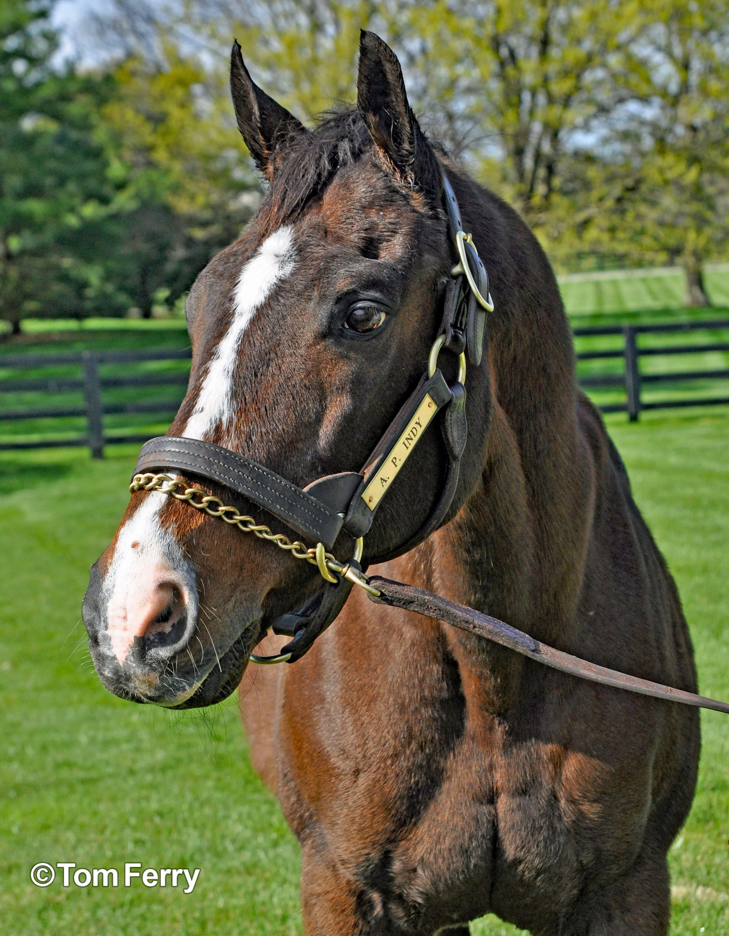 A.P. Indy (1992 Belmont Stakes)