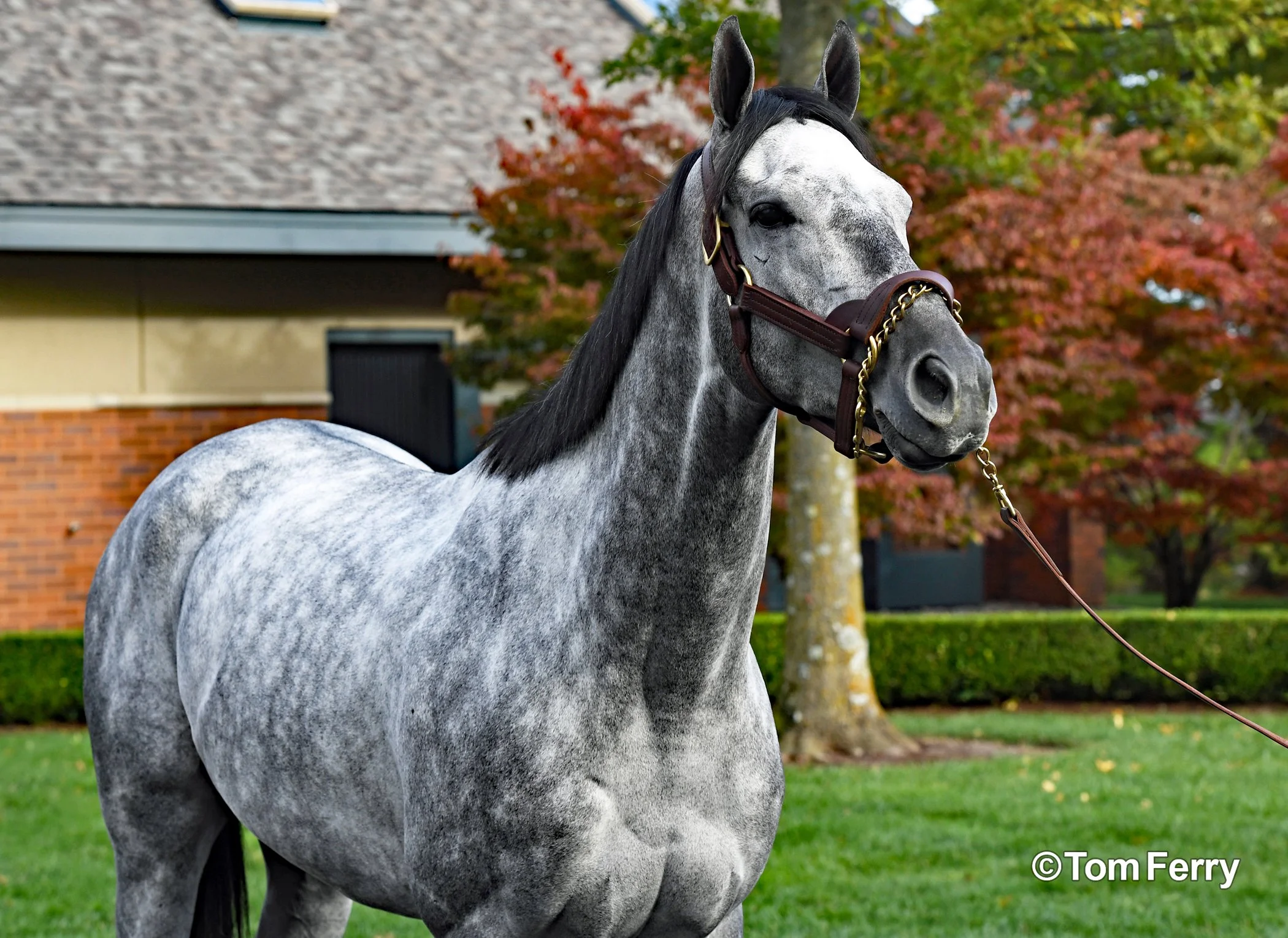 Essential Quality (2021 Belmont Stakes)
