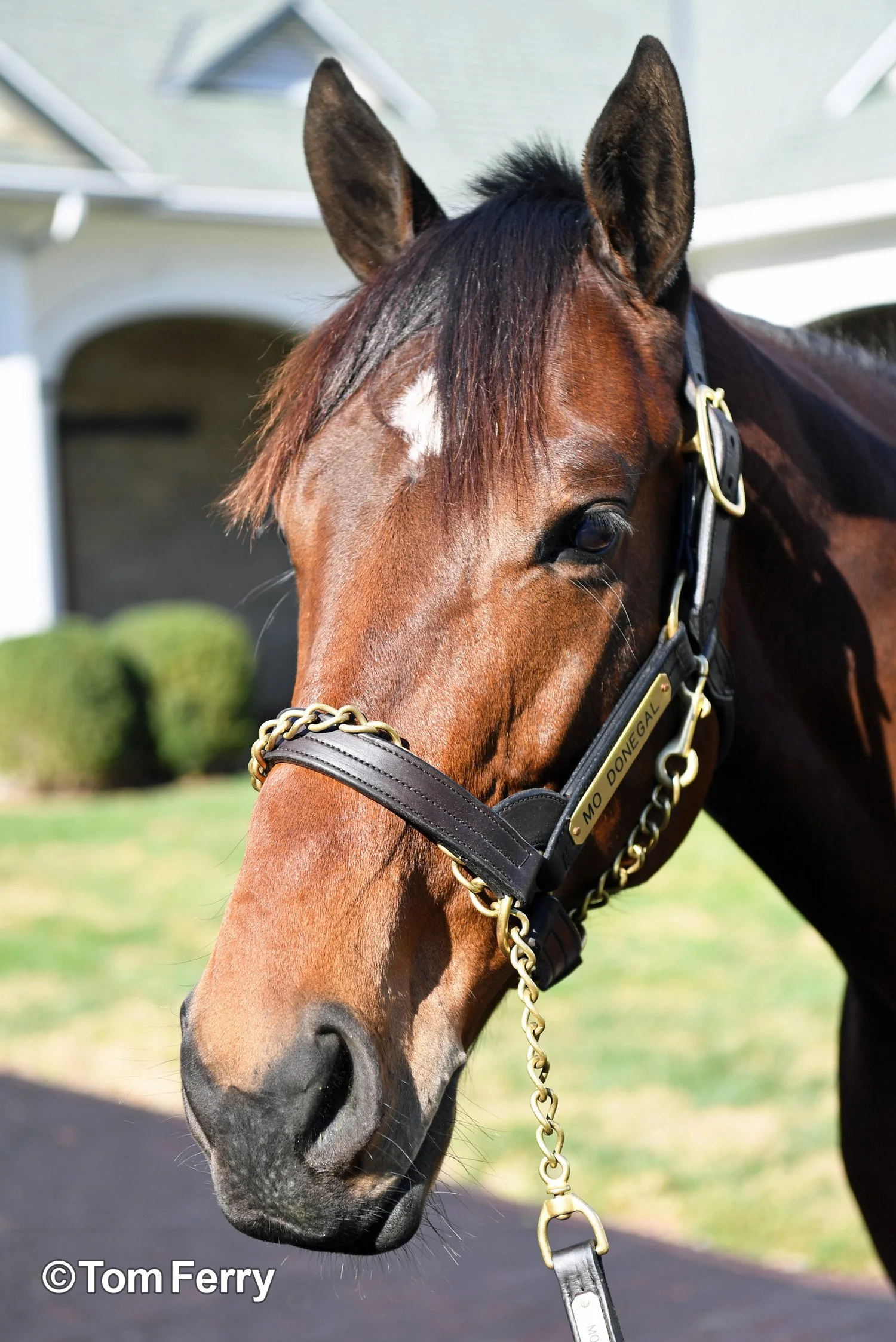 Mo Donegal (2022 Belmont)