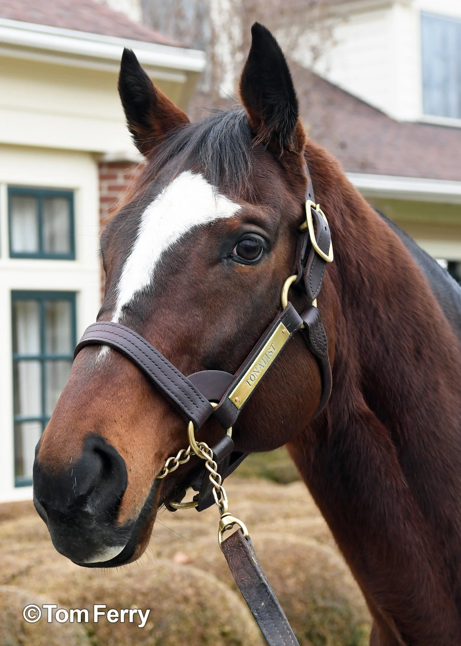Tonalist (2014 Belmont)